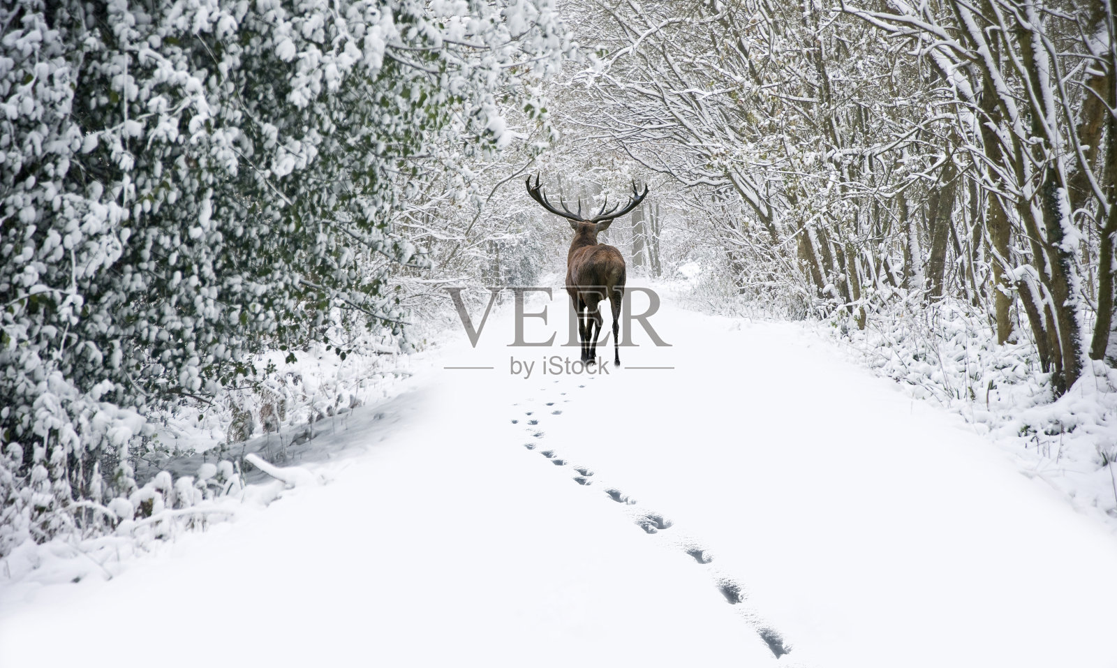 美丽的马鹿在冰雪覆盖的节日冬季照片摄影图片