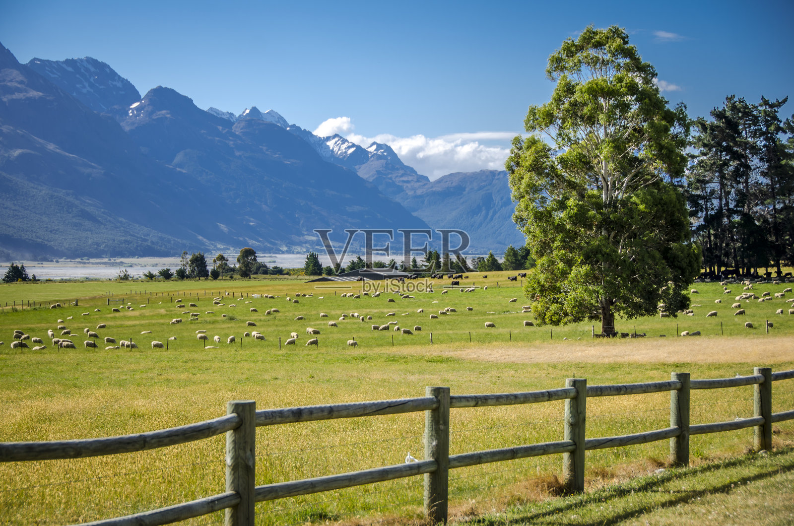 新西兰牧羊场照片摄影图片