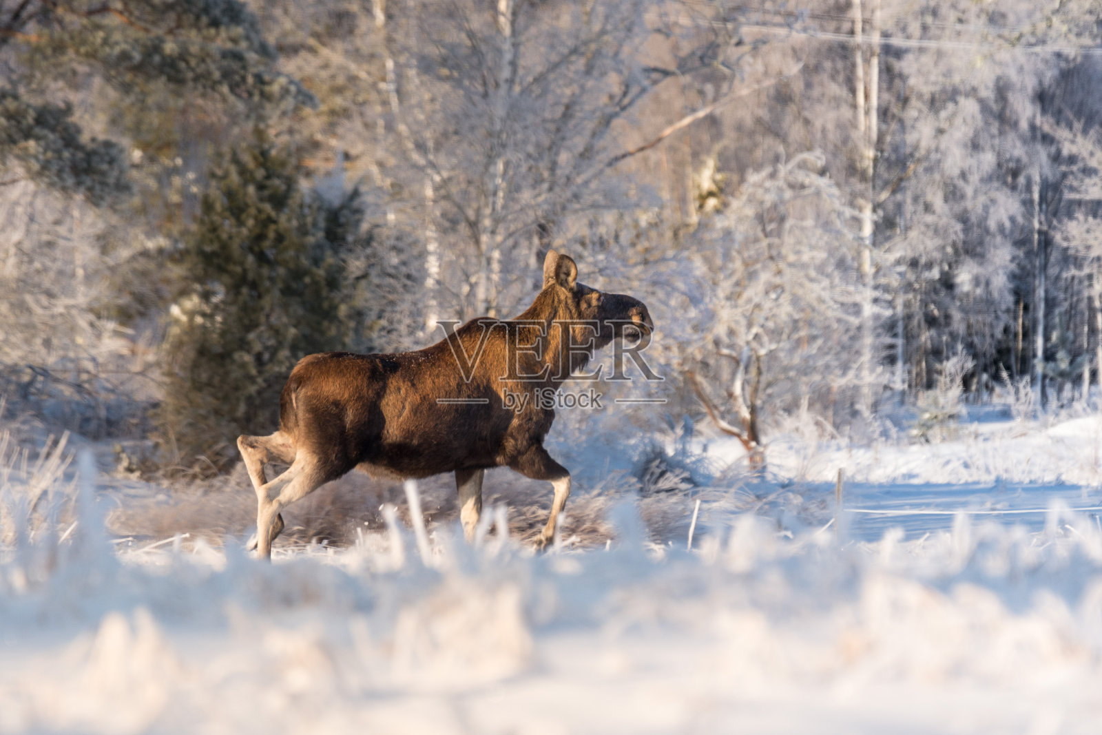 麋鹿妈妈在冬天的土地上，照片摄影图片