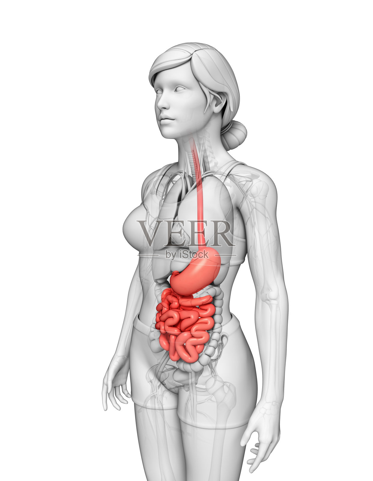 女性小肠解剖照片摄影图片