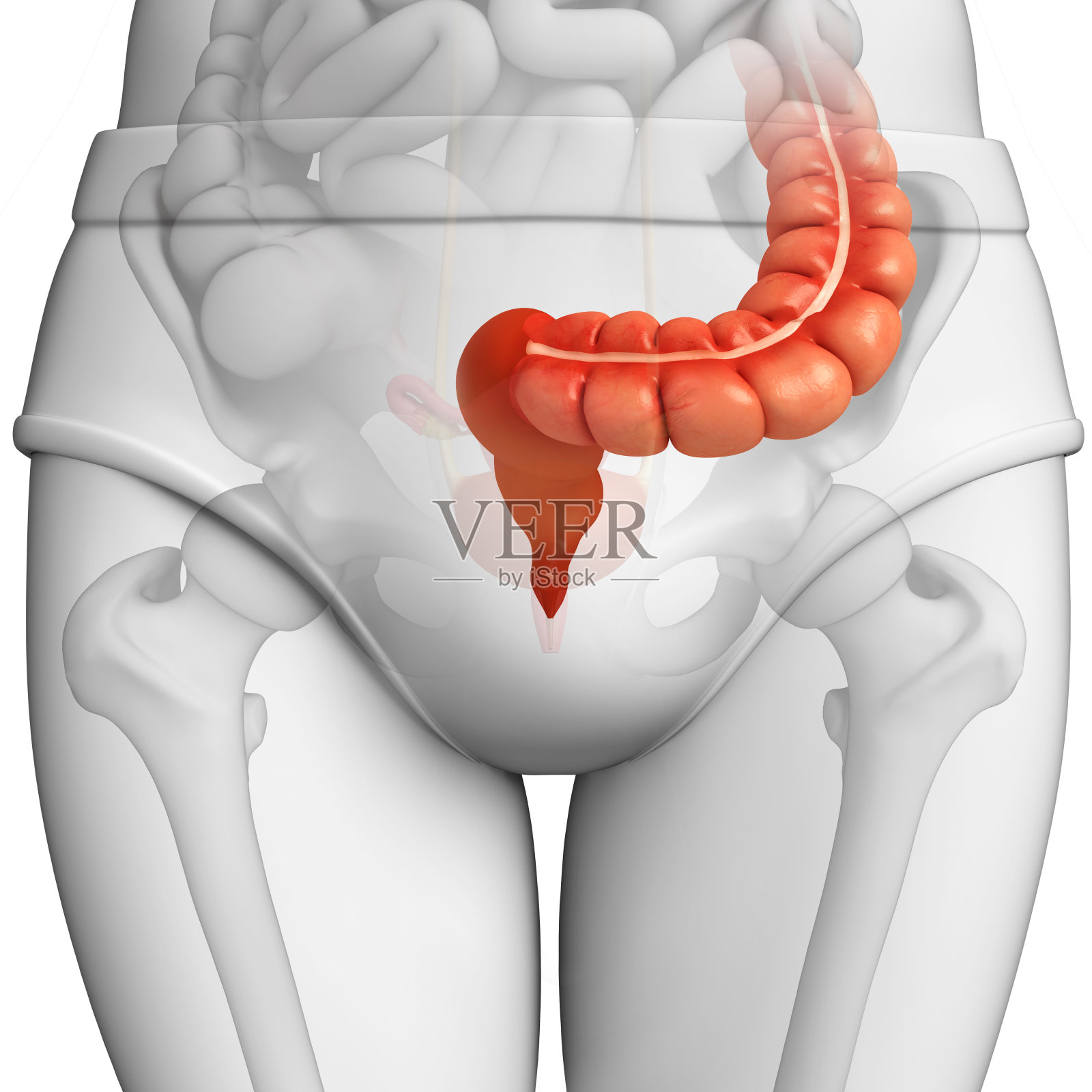 男性大肠解剖照片摄影图片