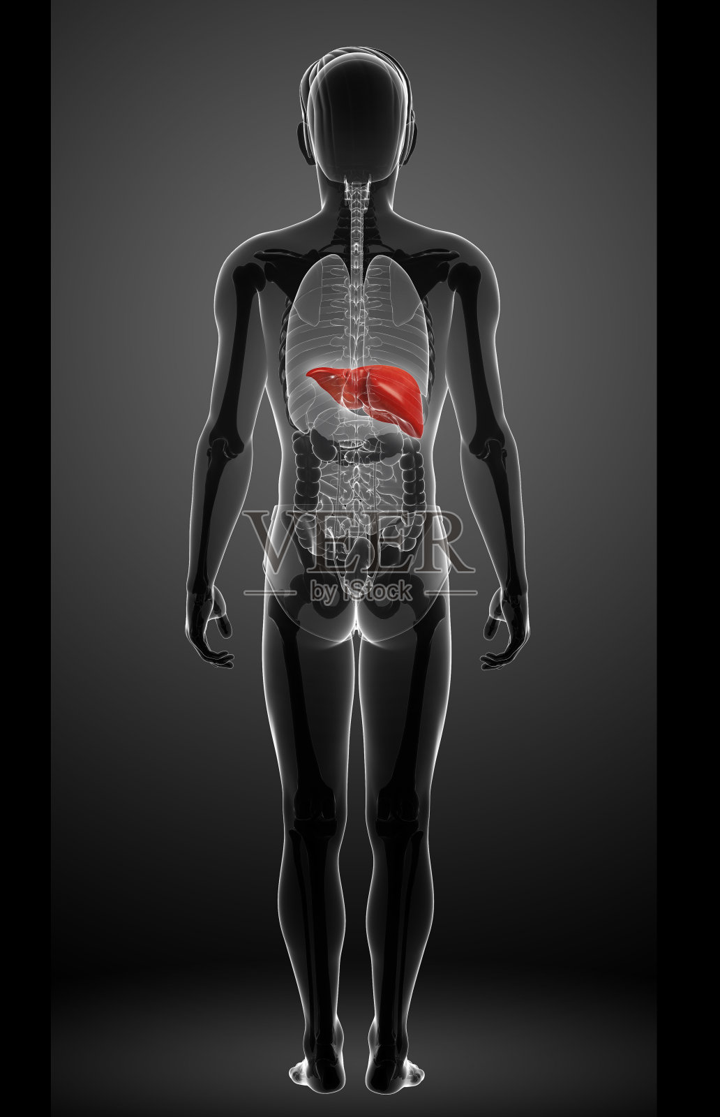 男性肝脏解剖学照片摄影图片