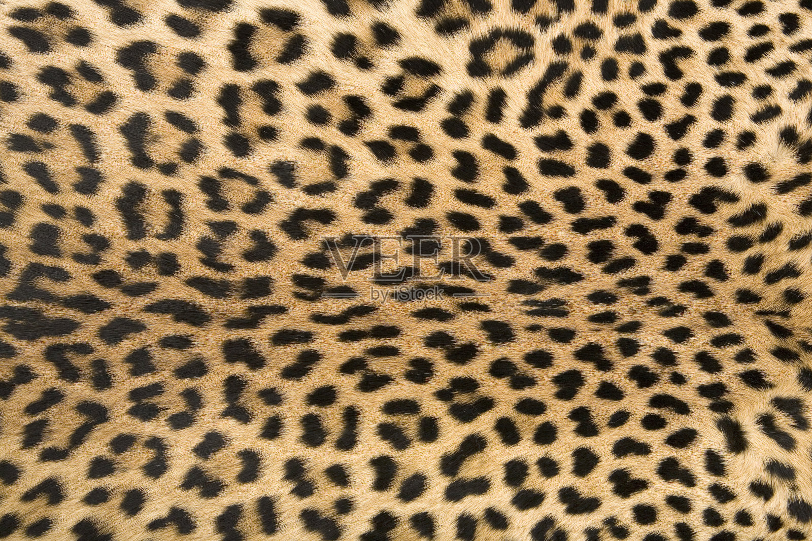 豹的皮肤纹理设计元素图片