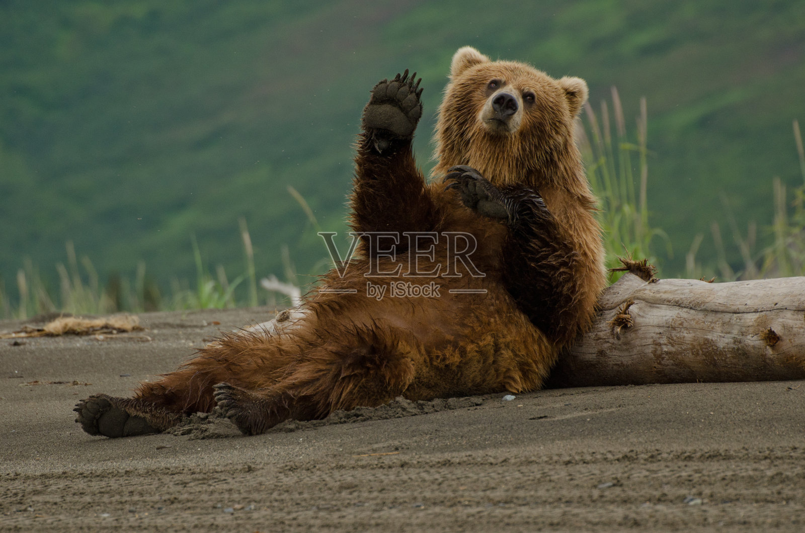 沿海棕熊照片摄影图片
