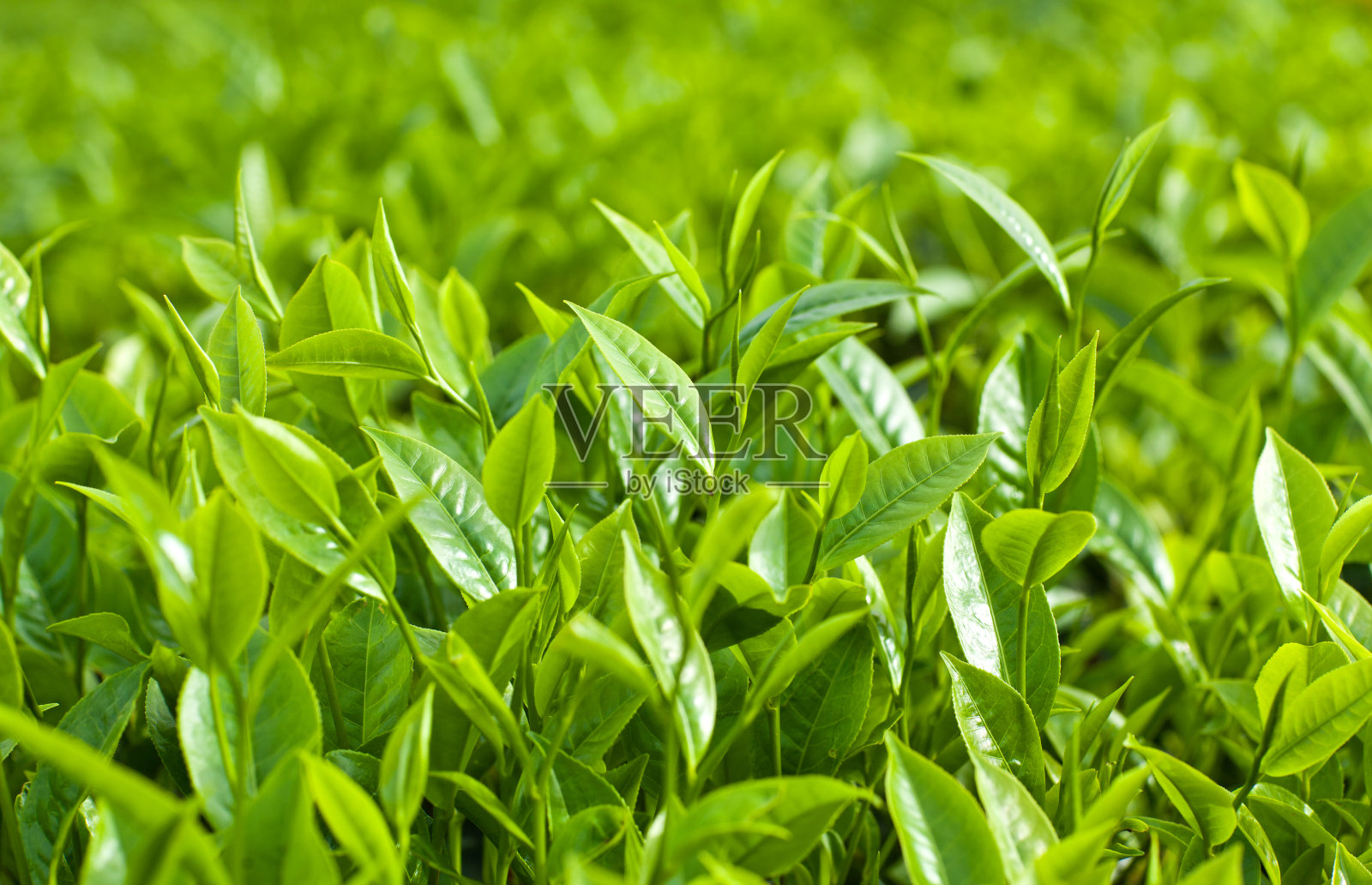 新鲜的绿茶叶子照片摄影图片