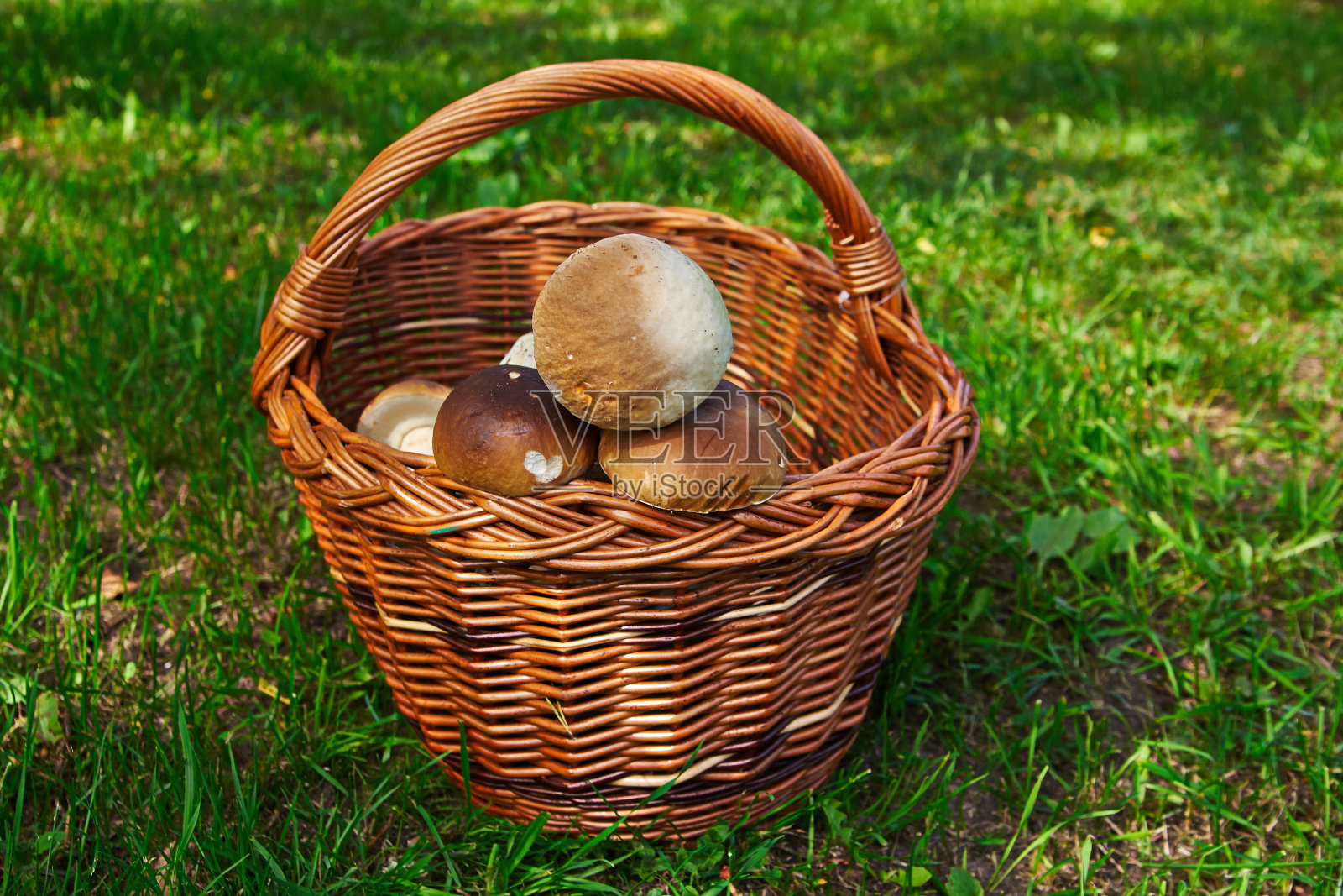 草地上放有蘑菇的篮子照片摄影图片