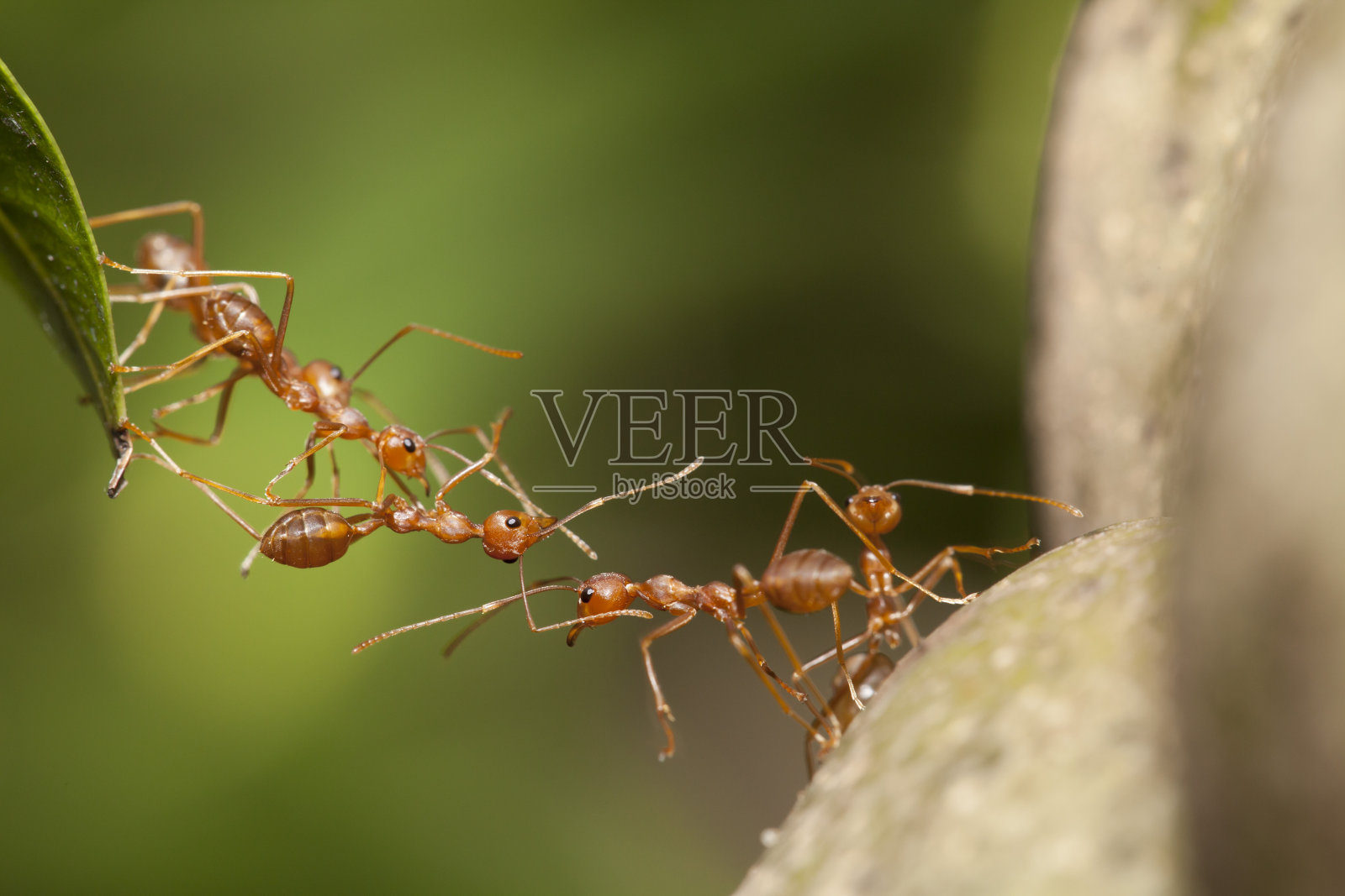 蚂蚁团结桥照片摄影图片