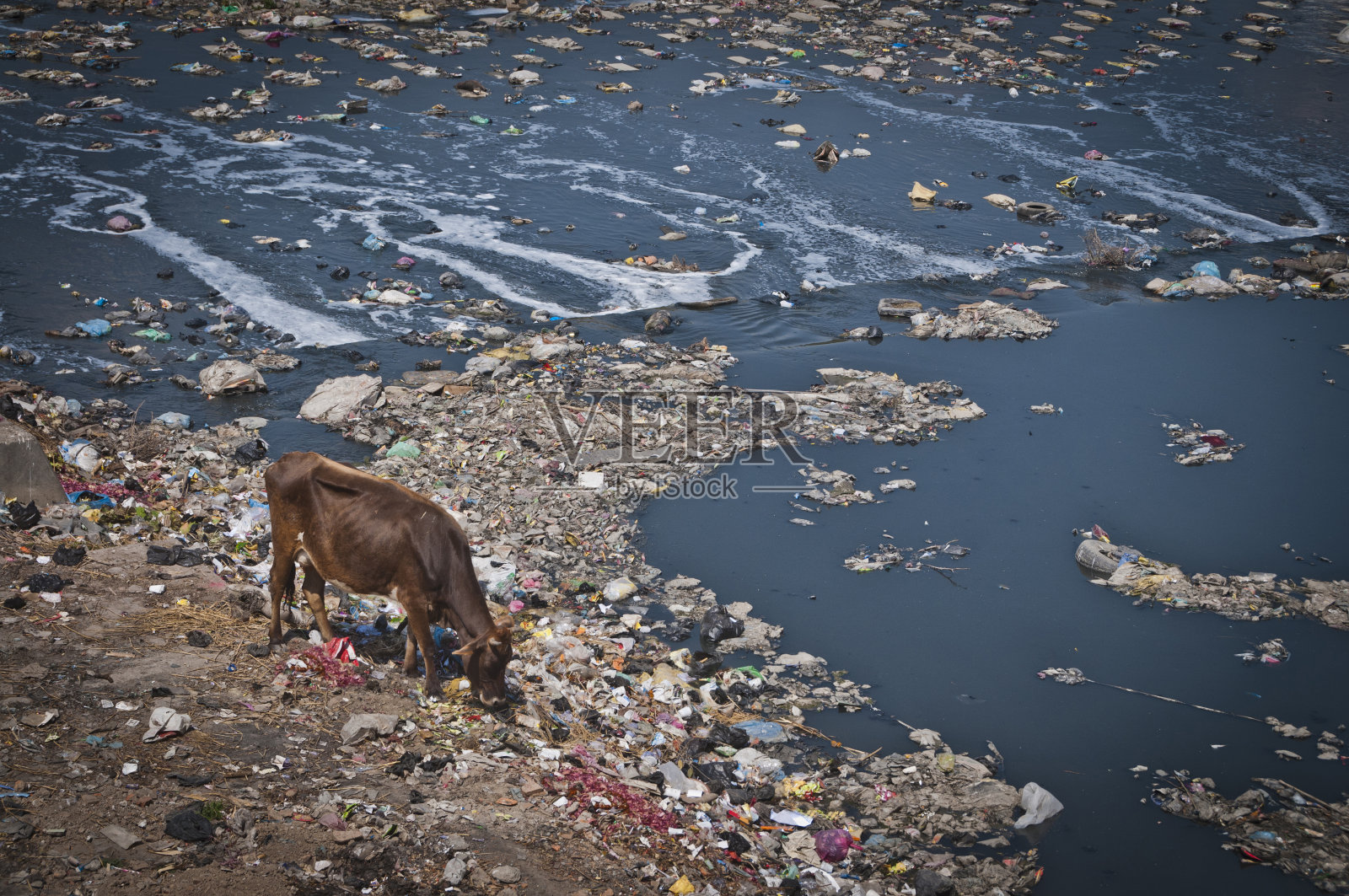 污染，巴格马蒂河，在垃圾上吃草的牛，加德满都，尼泊尔照片摄影图片