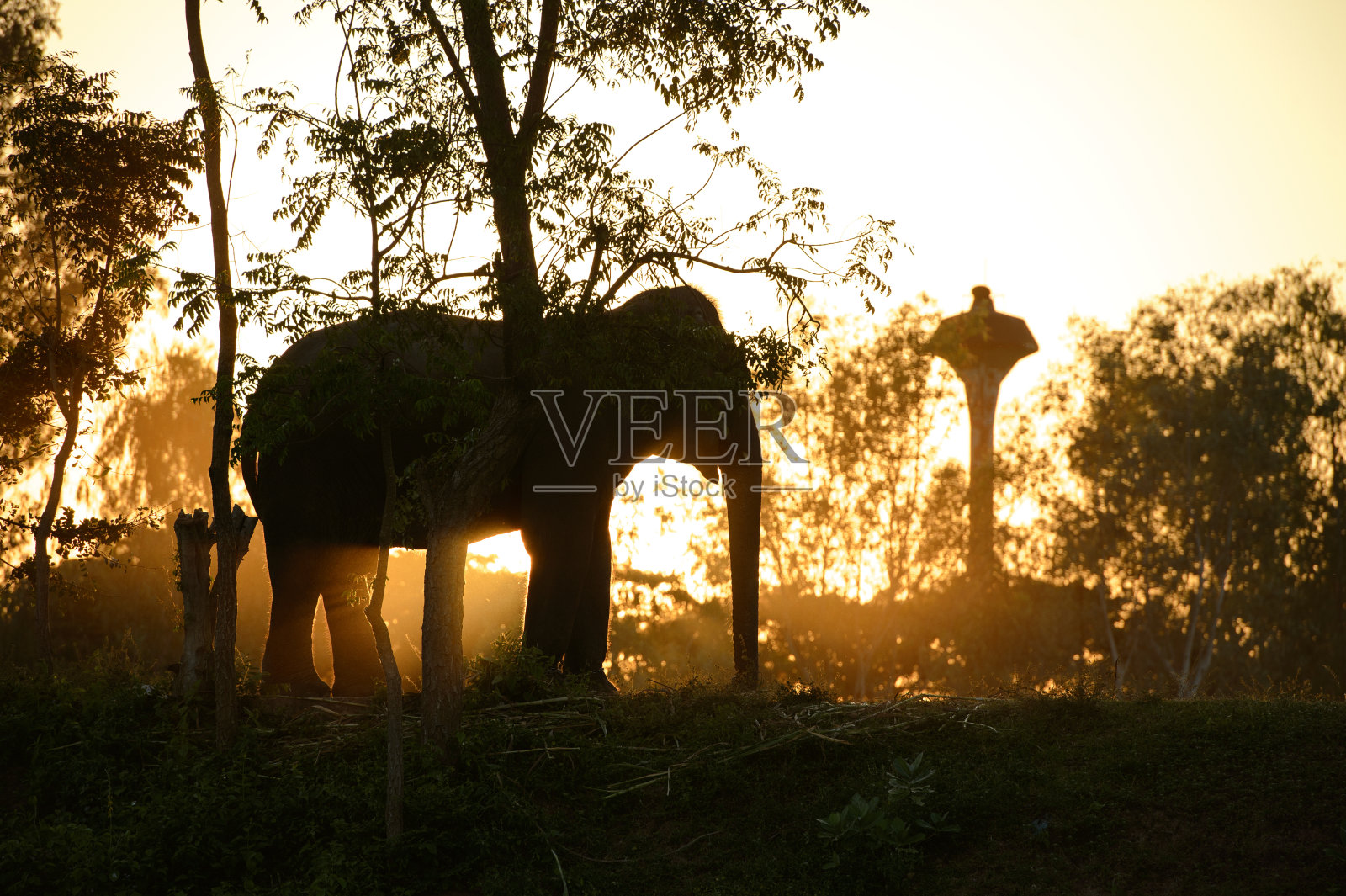 大象和大树在早晨。照片摄影图片