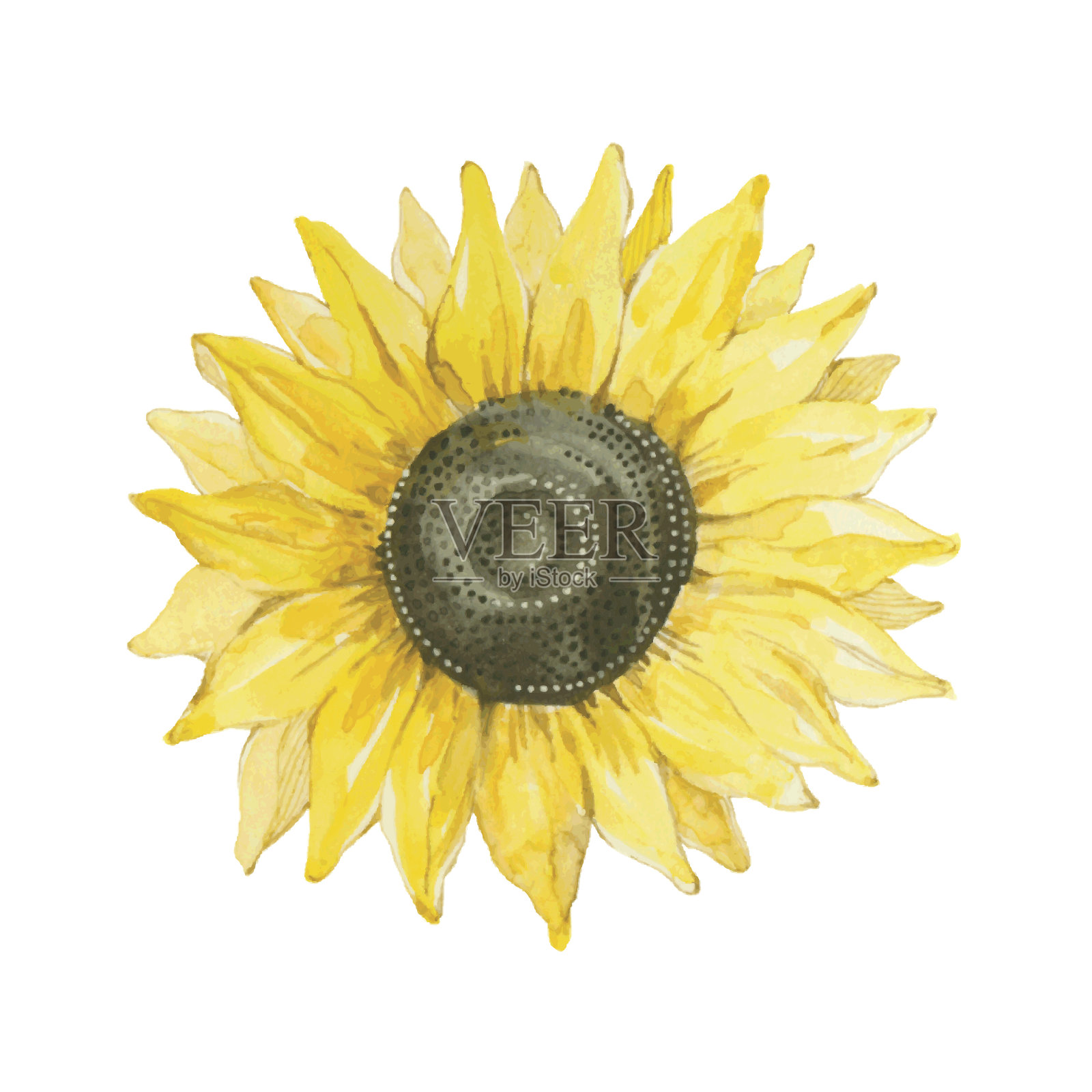 向日葵孤立在白色背景上。矢量，水彩手绘插图。设计元素图片