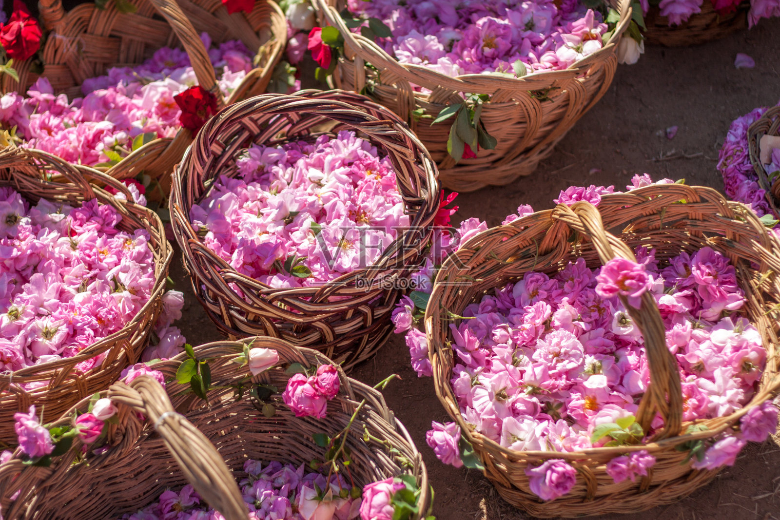 保加利亚的粉色玫瑰照片摄影图片