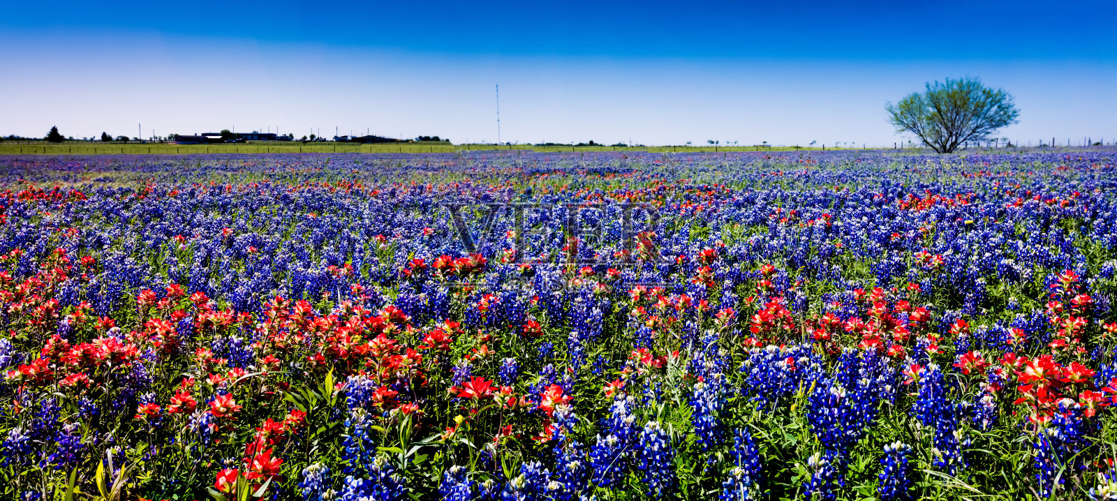 著名的德州矢车菊和画笔野花的全景。照片摄影图片