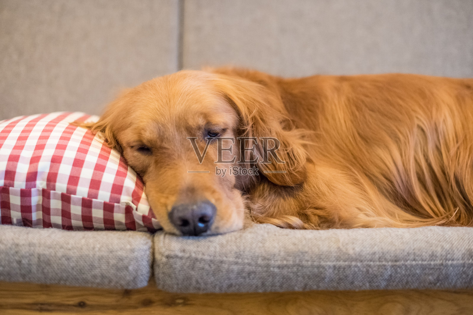 金毛猎犬睡在沙发上照片摄影图片