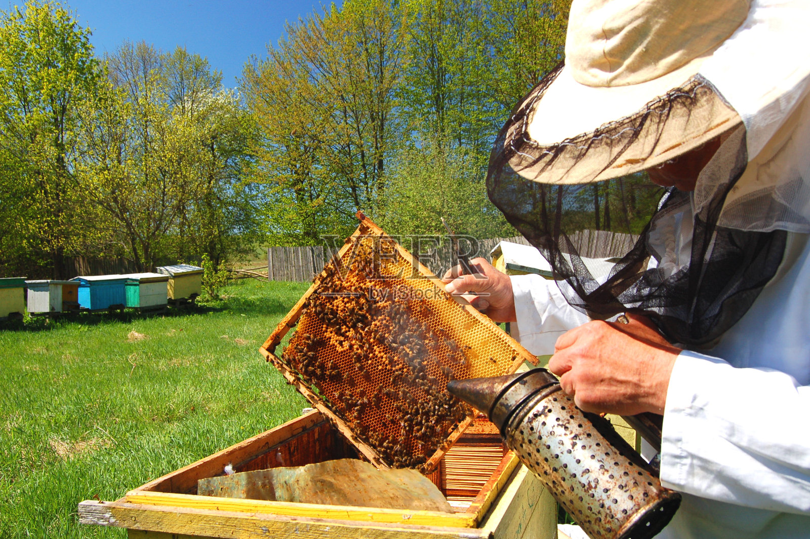 春天，一个养蜂人在他的养蜂场工作照片摄影图片