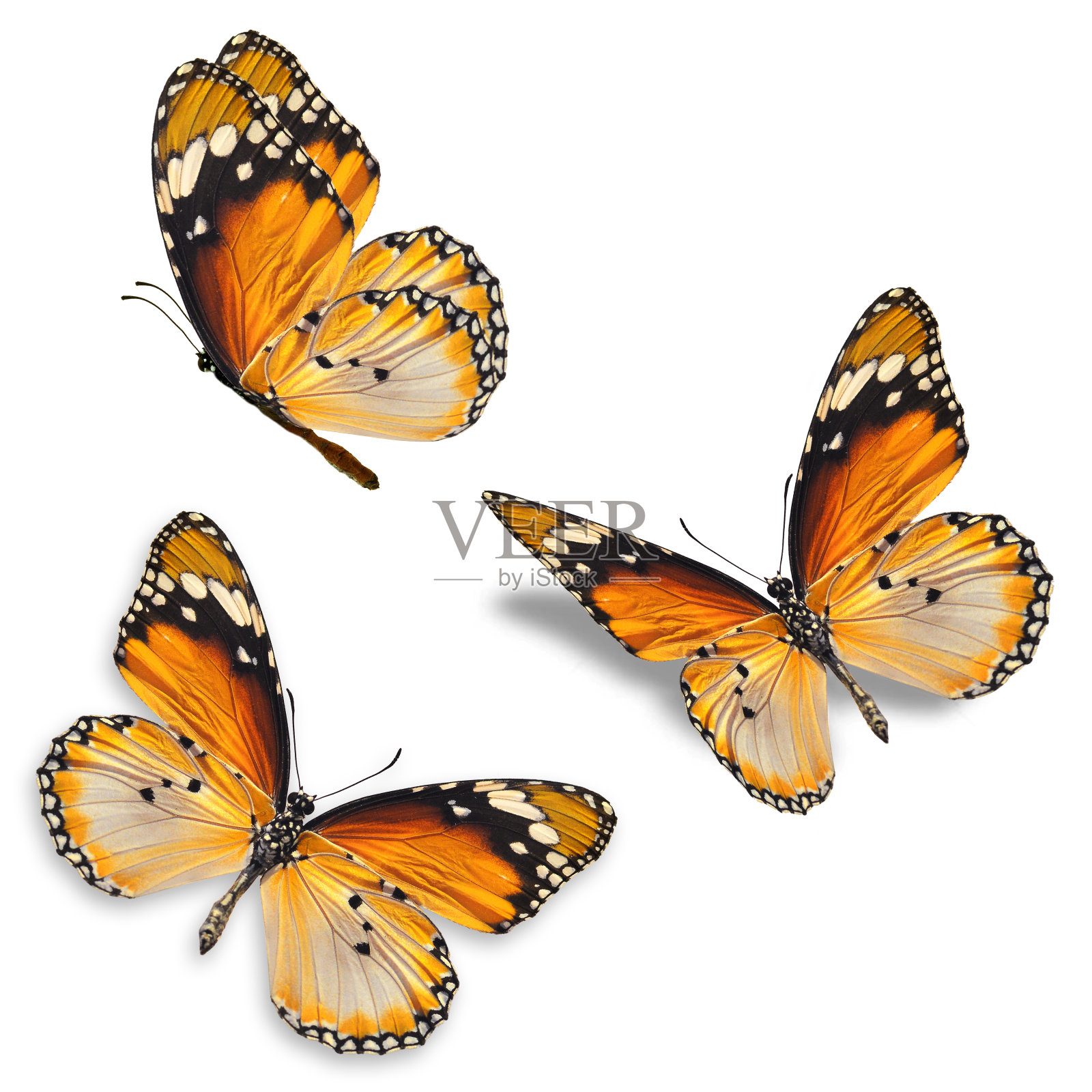 三个橙色的蝴蝶照片摄影图片