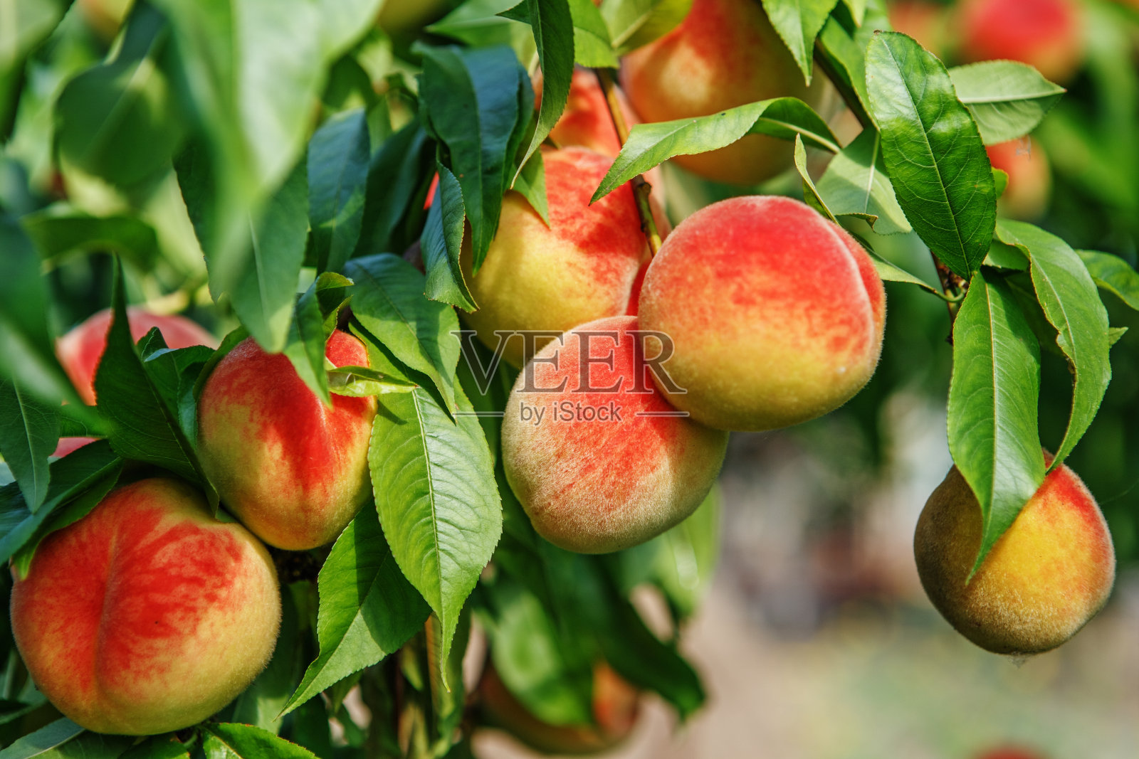 成熟甜美的桃树果实长在桃树的树枝上照片摄影图片