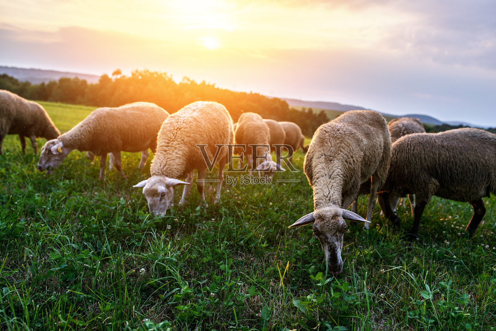 在牧场上吃草的一群羊照片摄影图片