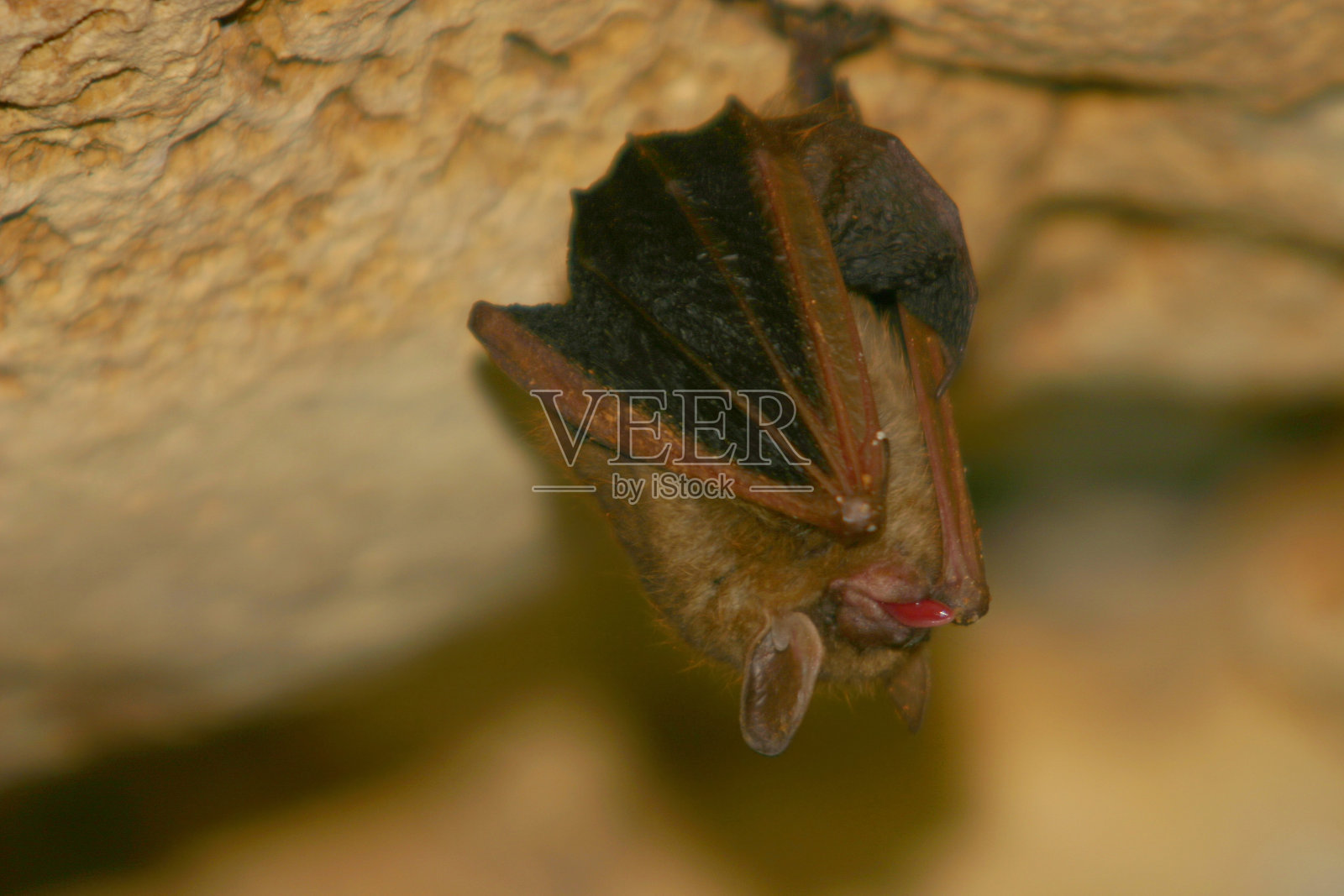 蝙蝠舌头照片摄影图片