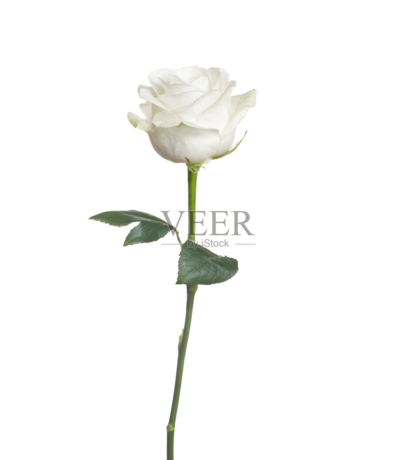 单瓣白色玫瑰，孤立背景照片摄影图片