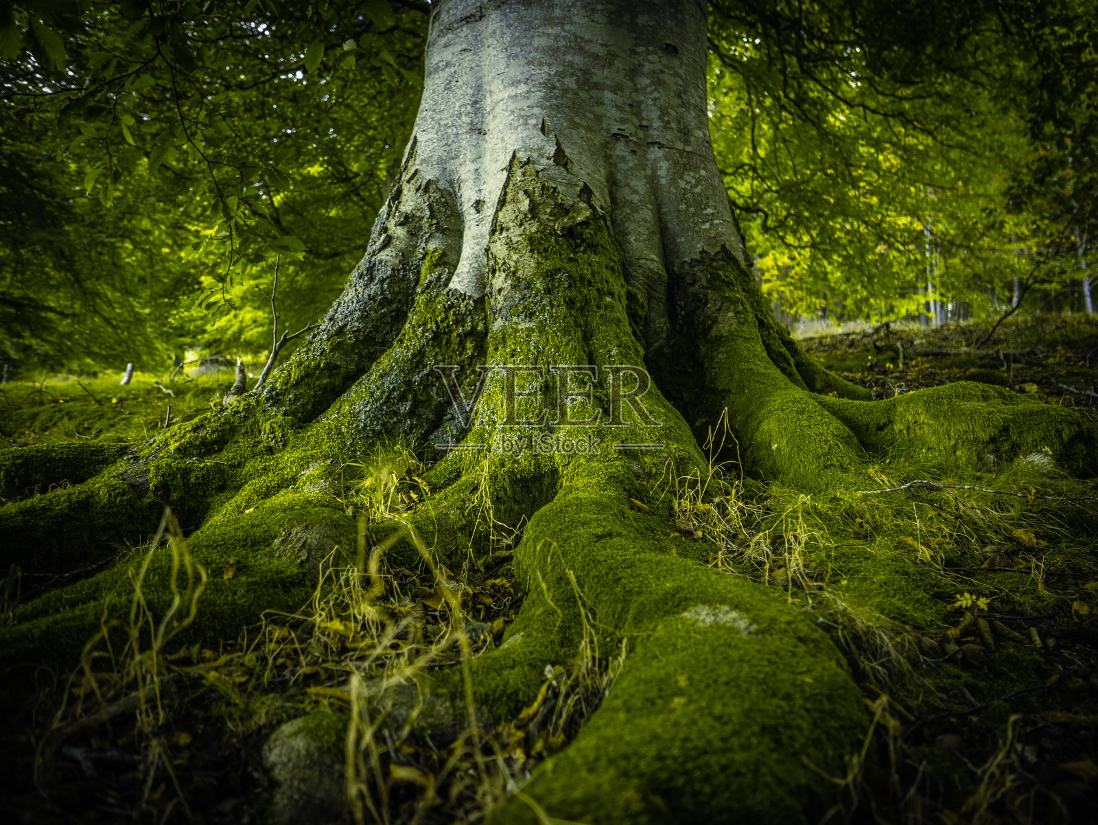 树木在森林中扎根照片摄影图片
