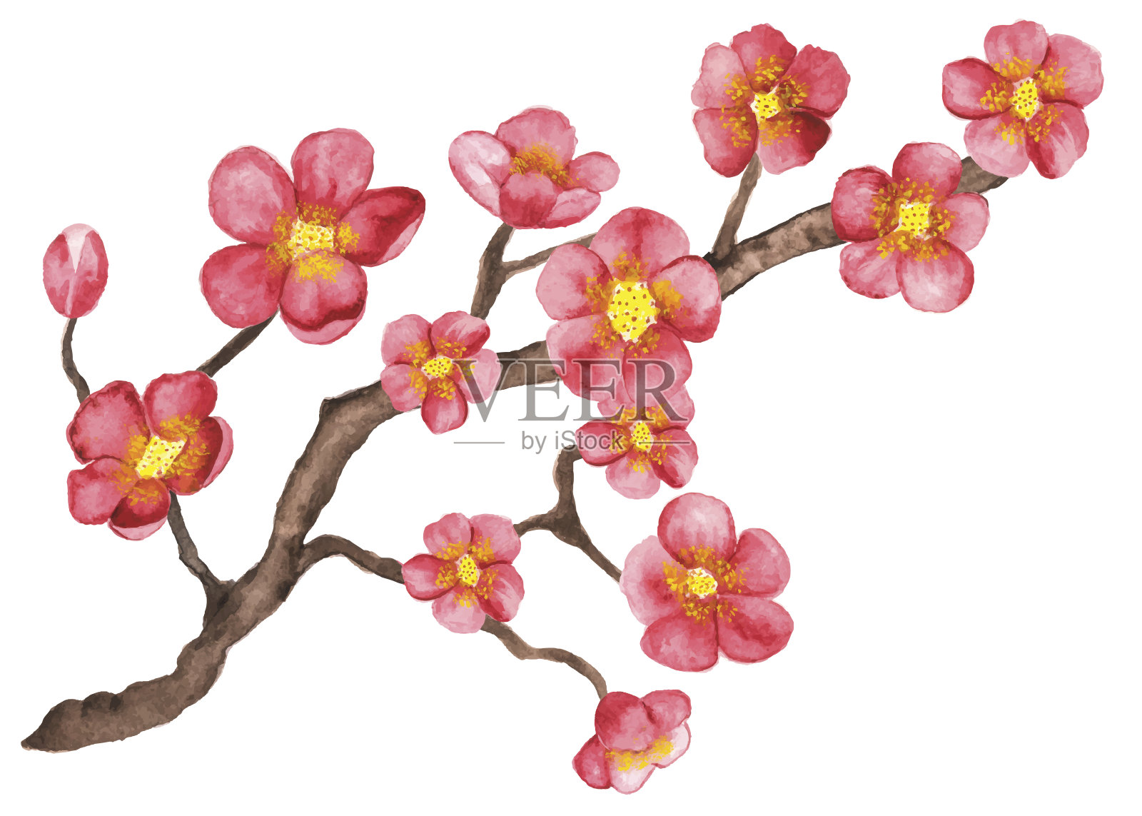 水彩画樱花盛开，樱花树开满了花设计元素图片