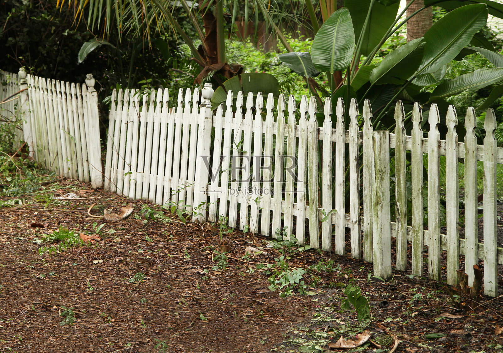 旧尖桩篱笆需要修理和油漆照片摄影图片