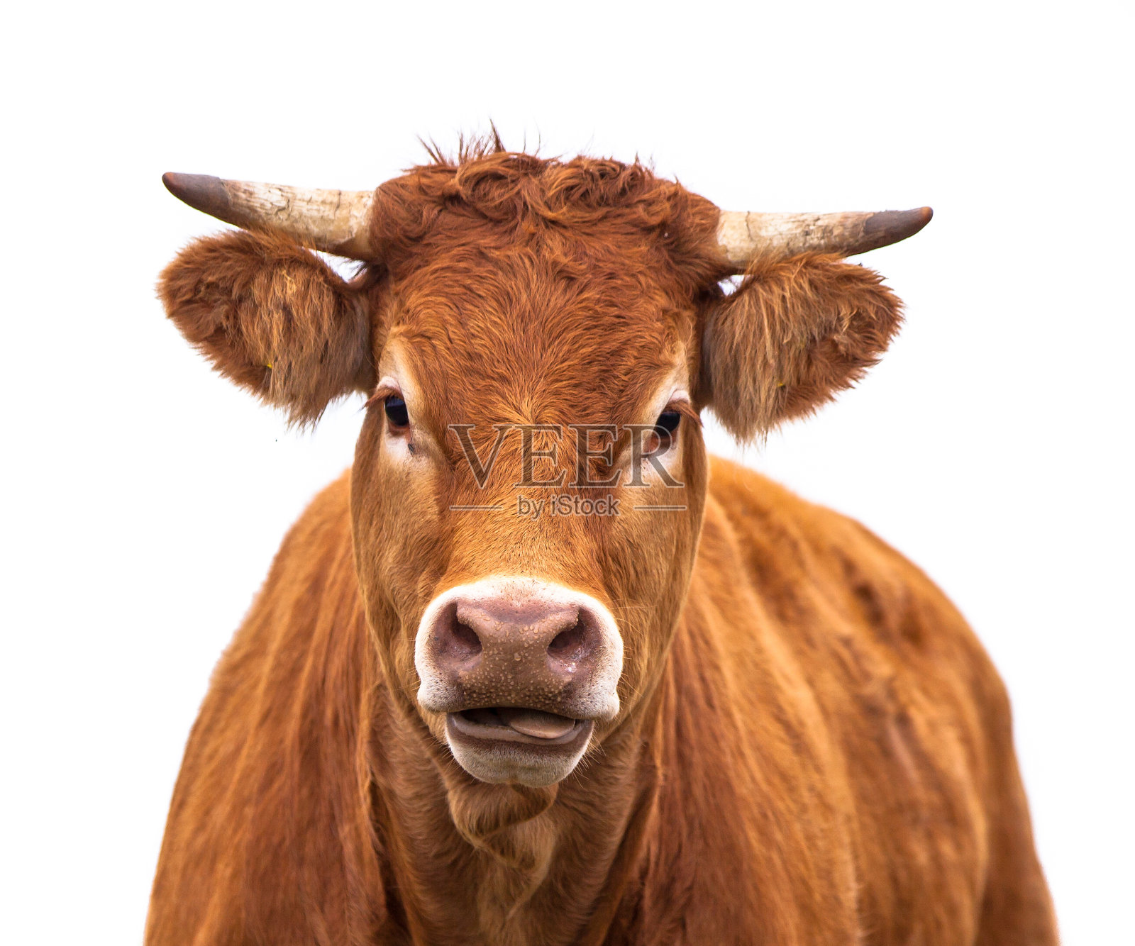 牛的滑稽画像照片摄影图片