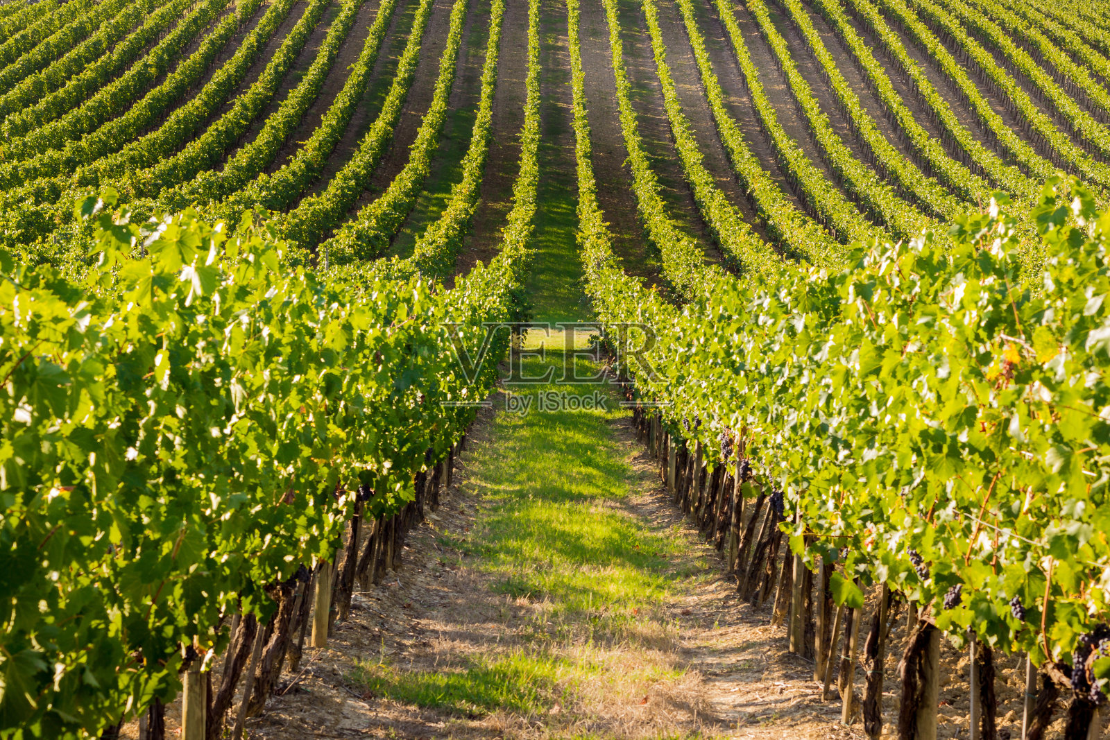 意大利托斯卡纳的葡萄和葡萄栽培照片摄影图片