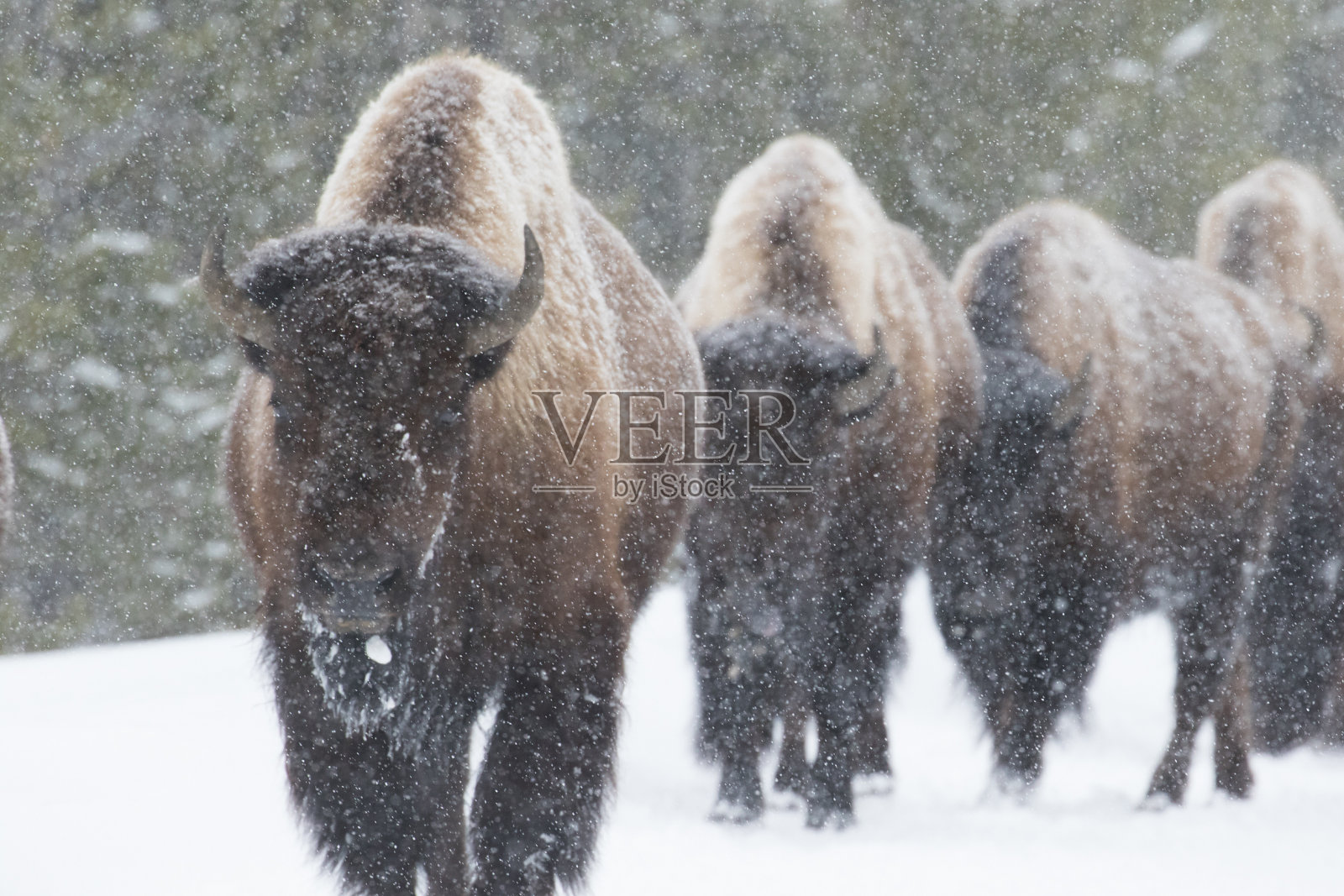 野牛群在雪中行走照片摄影图片