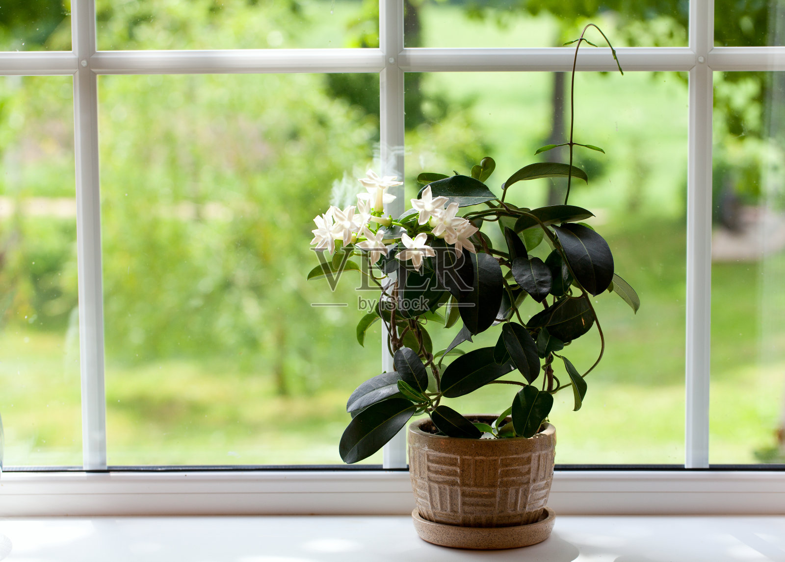窗台上的茉莉花室植物照片摄影图片