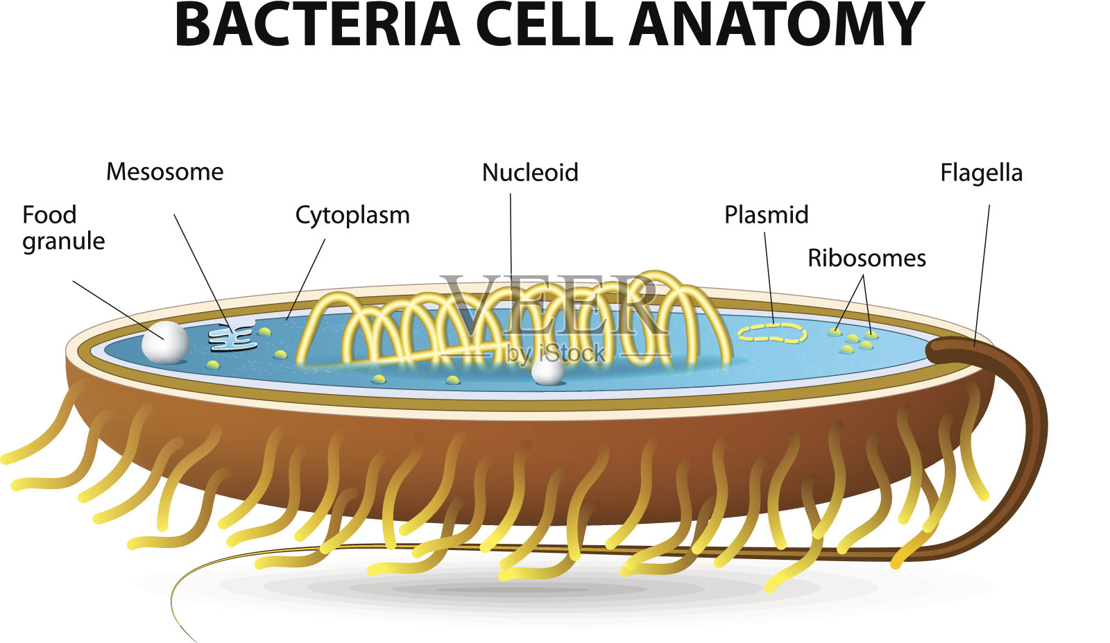 细菌细胞解剖学插画图片素材