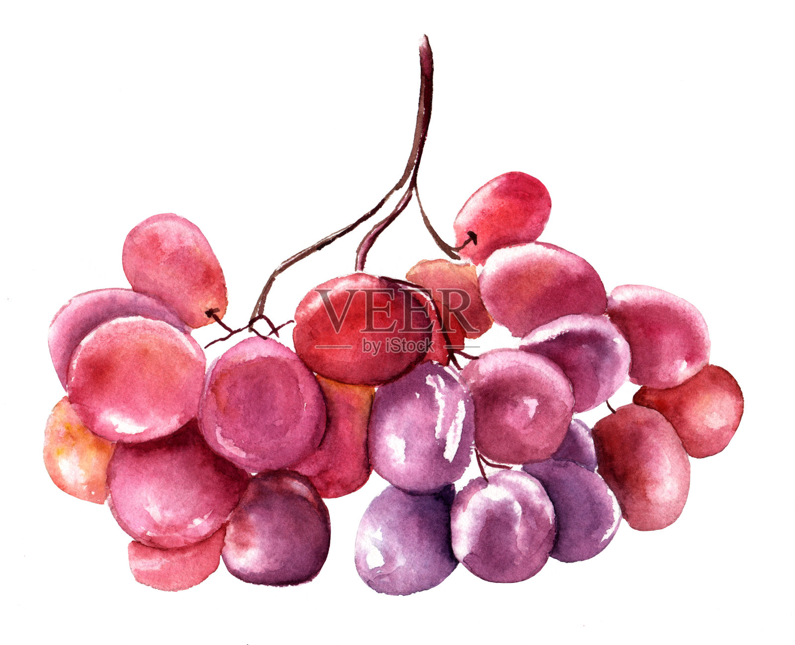 白底红葡萄水彩画设计元素图片