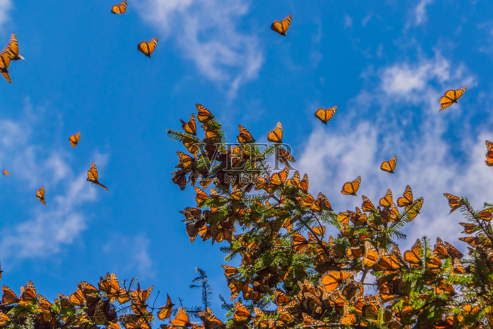 黑脉金斑蝶在蓝天背景下的树枝上照片摄影图片