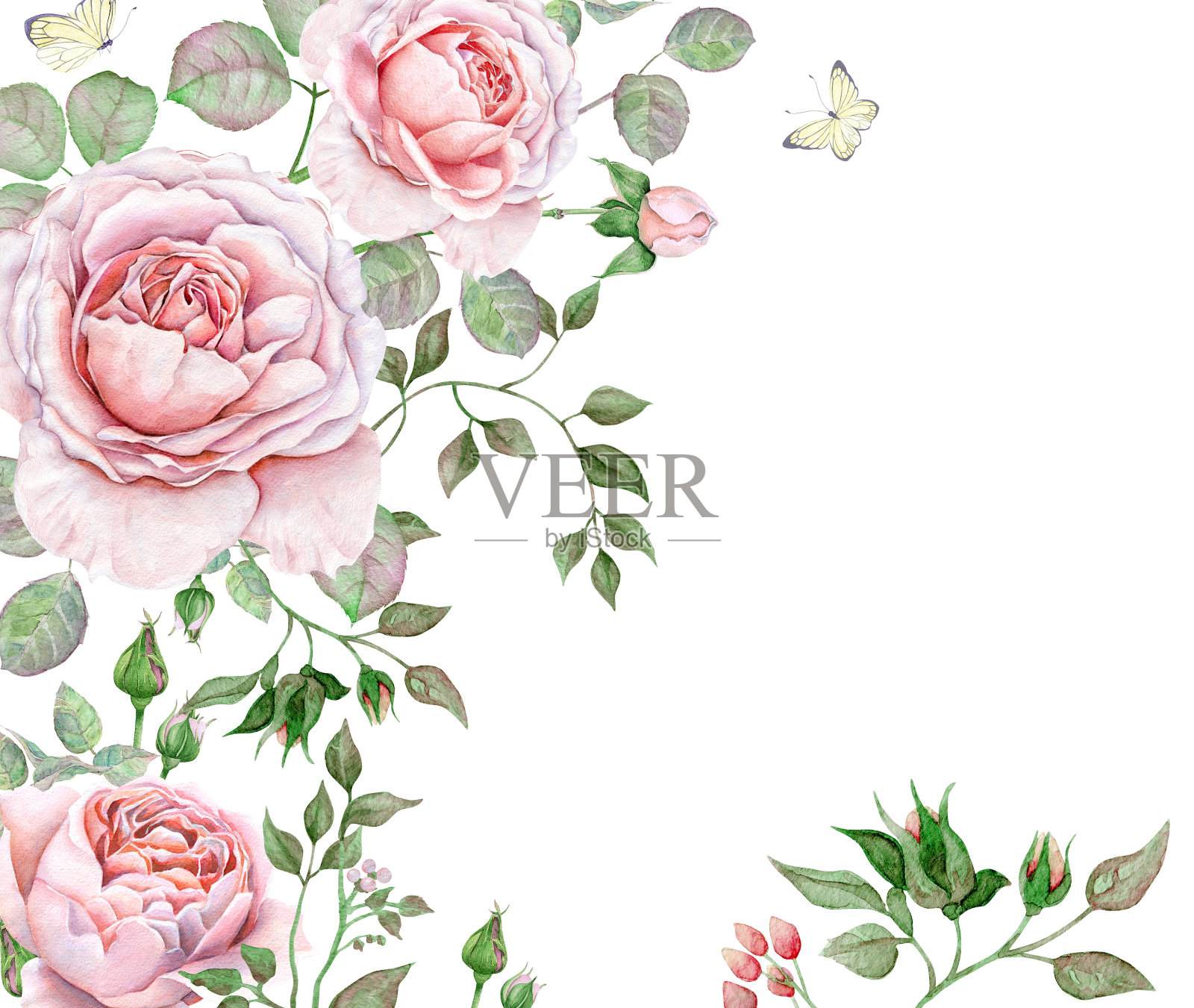 水彩英国玫瑰在白色的背景设计元素图片
