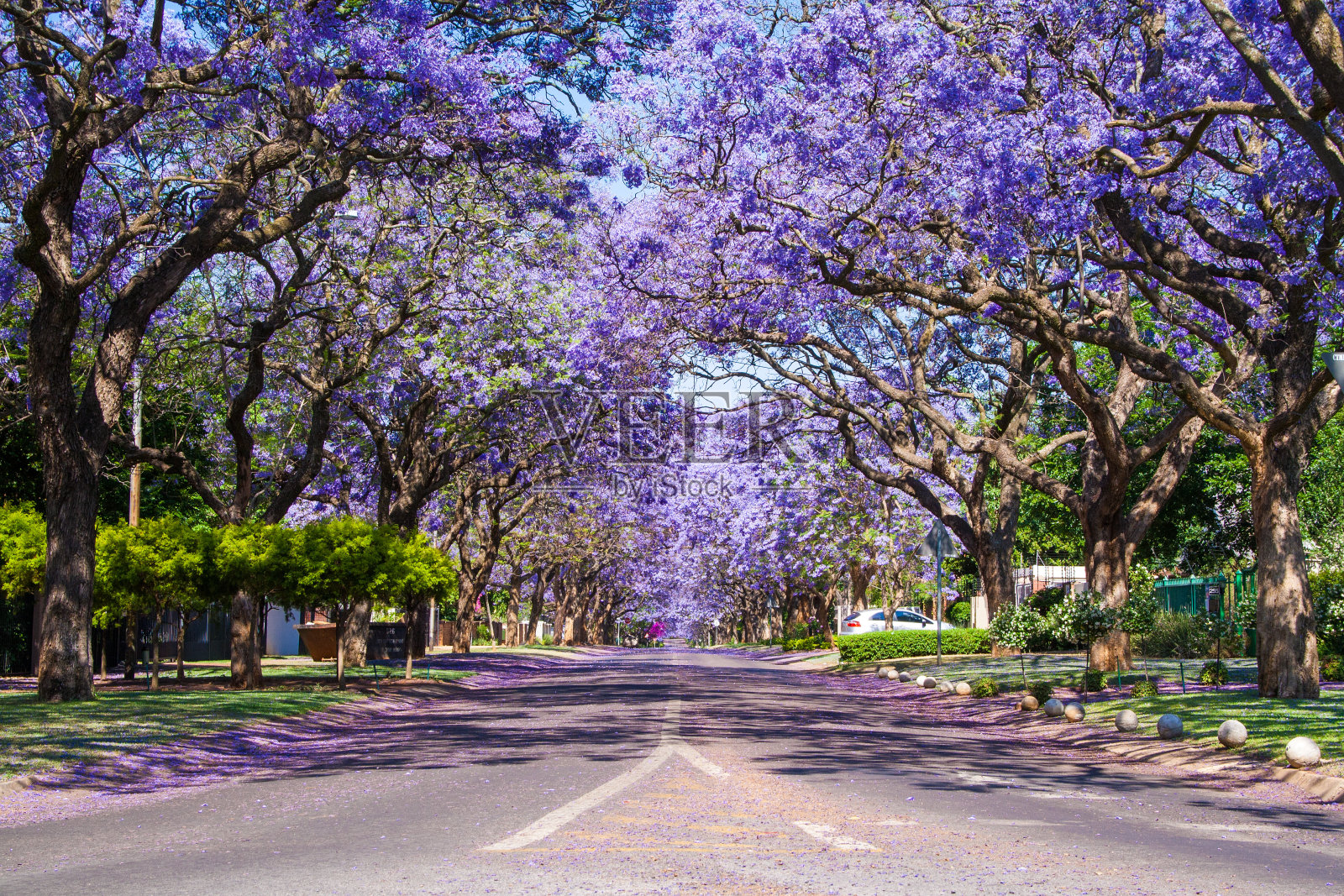 比勒陀利亚的街道两旁种满了蓝花楹树照片摄影图片