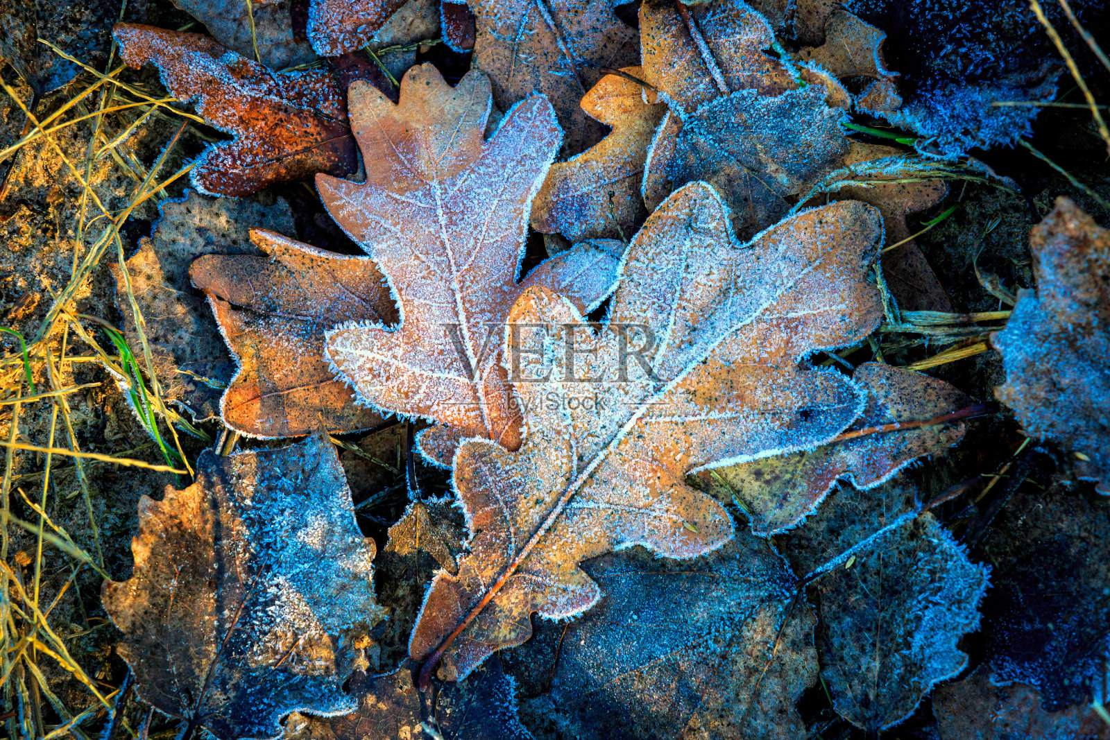 橡树叶和初霜照片摄影图片