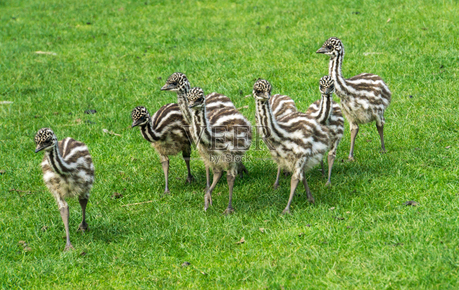 八Emu小鸡照片摄影图片