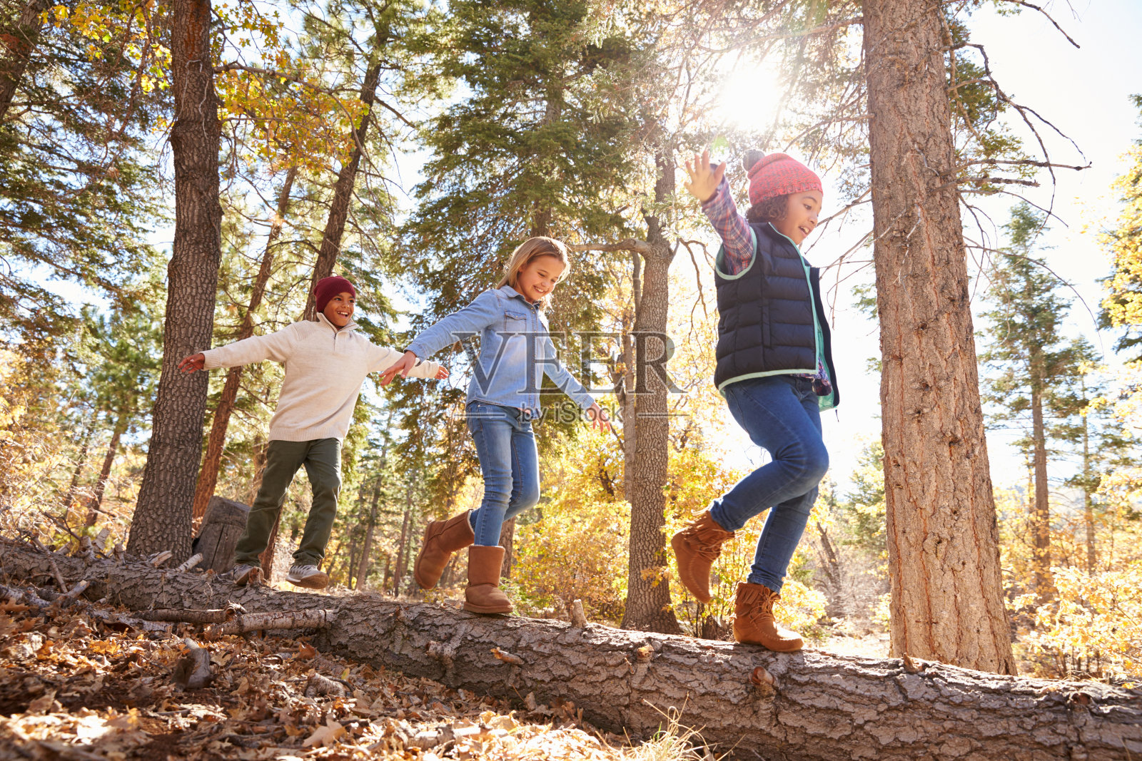 在秋天的林地里，孩子们在树上玩耍和平衡照片摄影图片