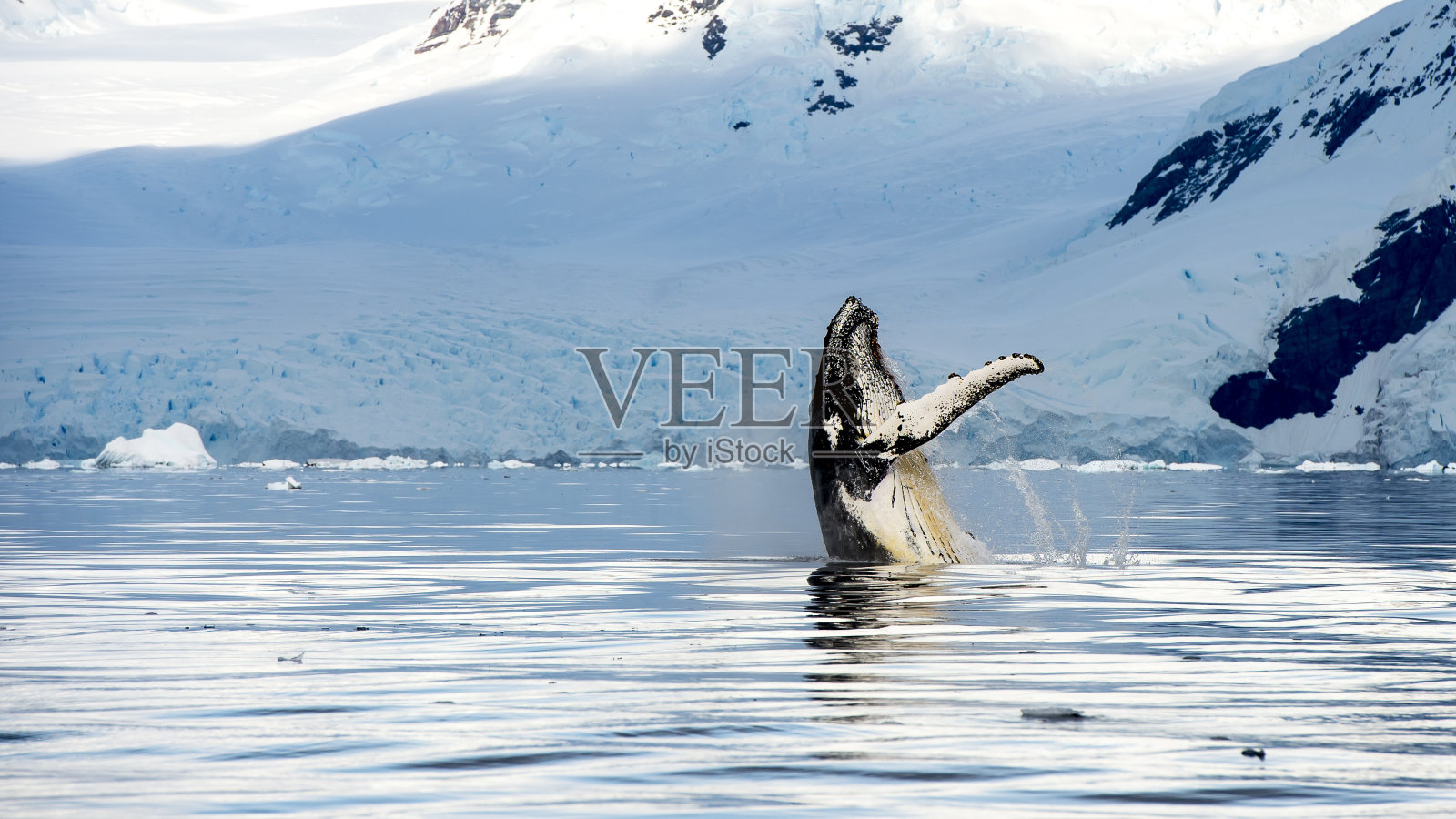 汉普巴克鲸突破跳跃照片摄影图片