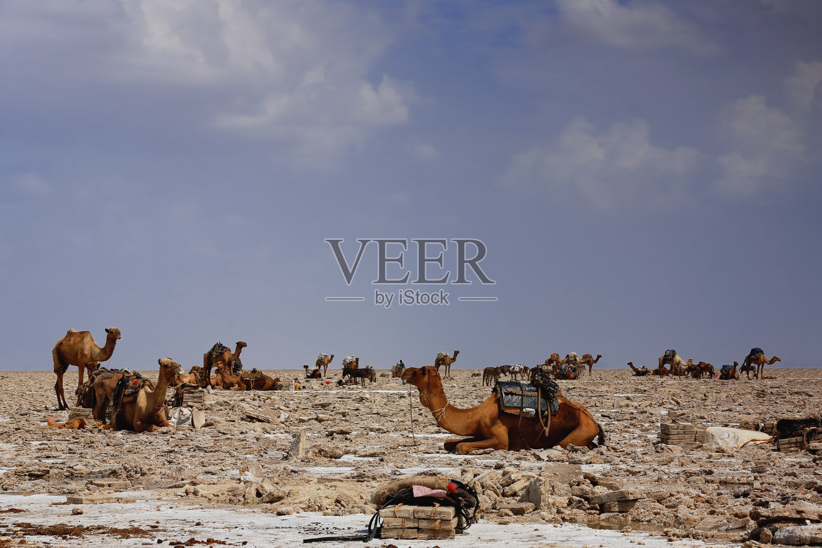 单峰驼和驮着鼹鼠盐板的驴子。Danakil-Ethiopia。0353照片摄影图片