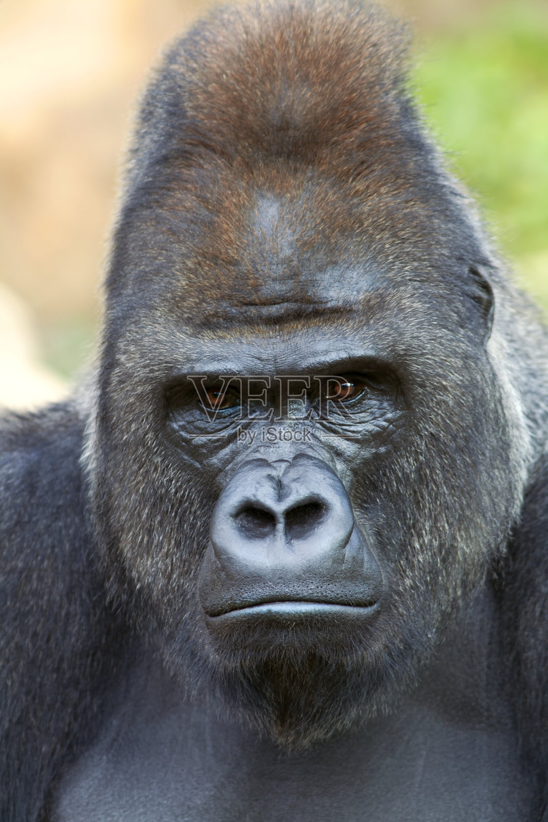 一个雄性大猩猩的特写肖像在岩石的背景。照片摄影图片