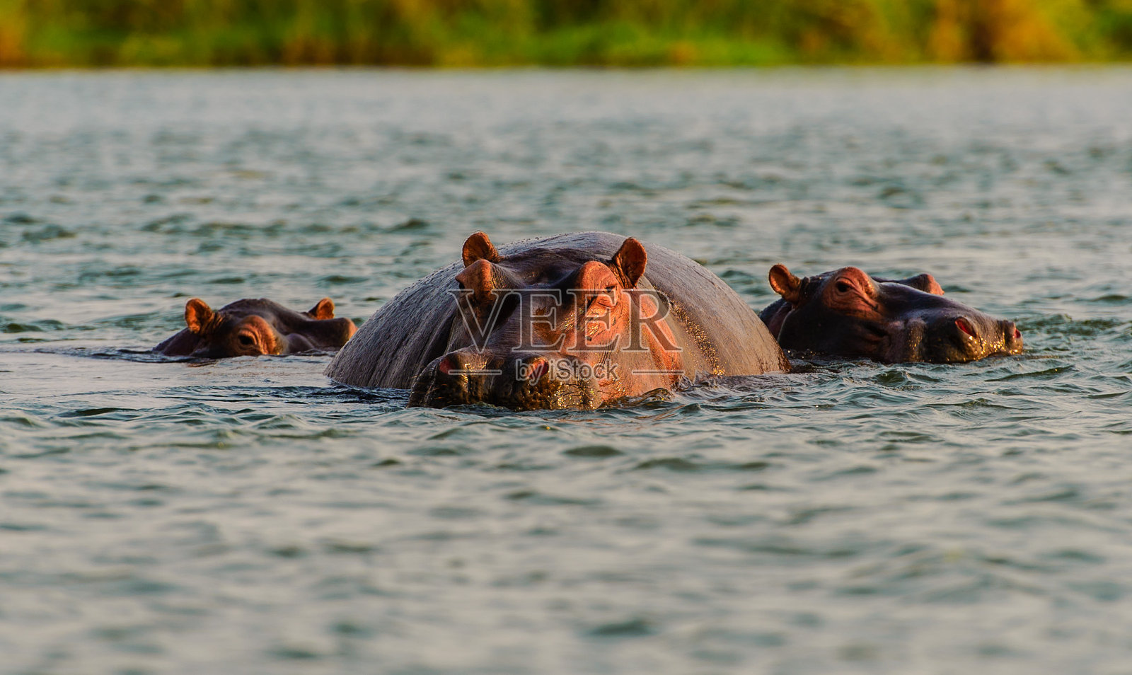 赞比亚赞比西河上的河马照片摄影图片