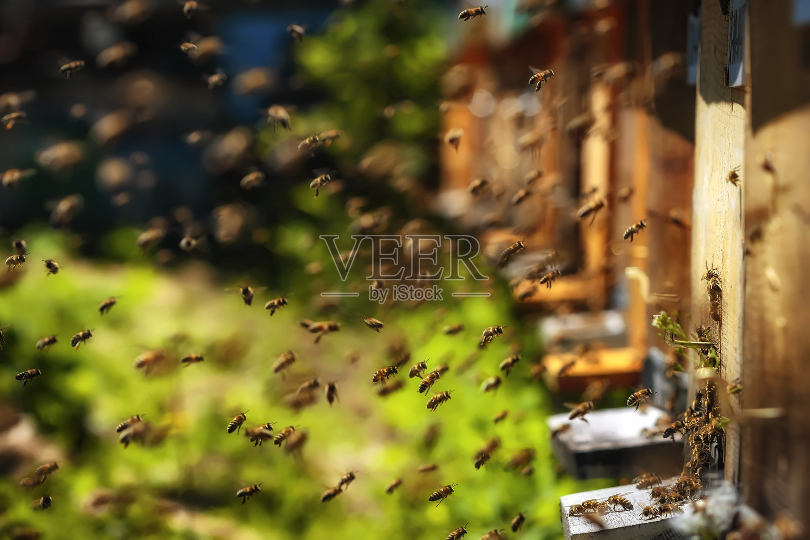 蜂房里的蜂箱，蜜蜂飞向着陆板照片摄影图片