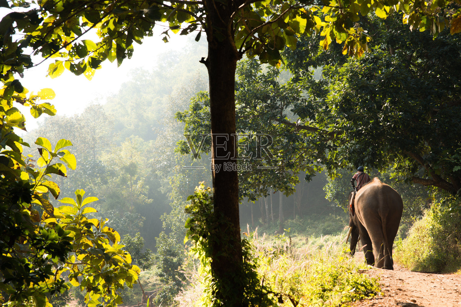 水平图像的Mahout骑大象在泰国照片摄影图片