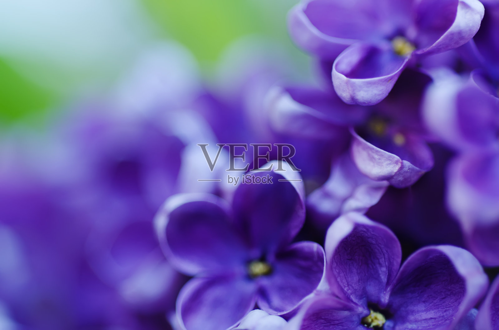 淡紫色花的背景照片摄影图片