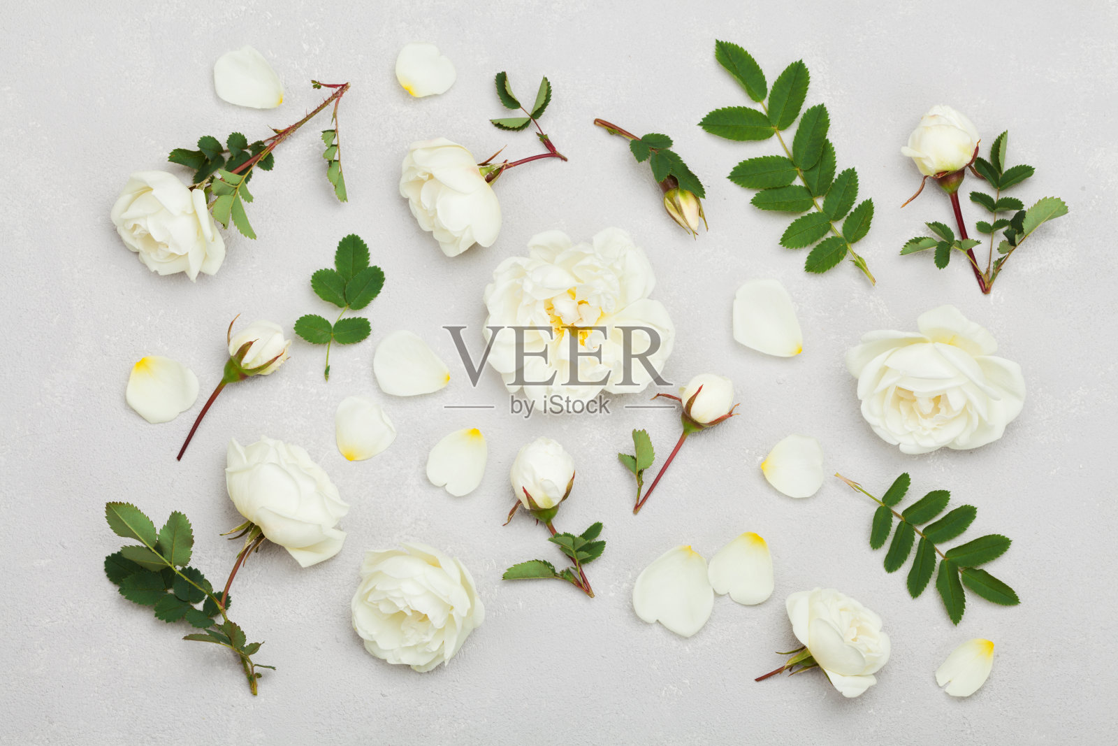 白玫瑰花，平躺造型，粉彩花卉图案照片摄影图片