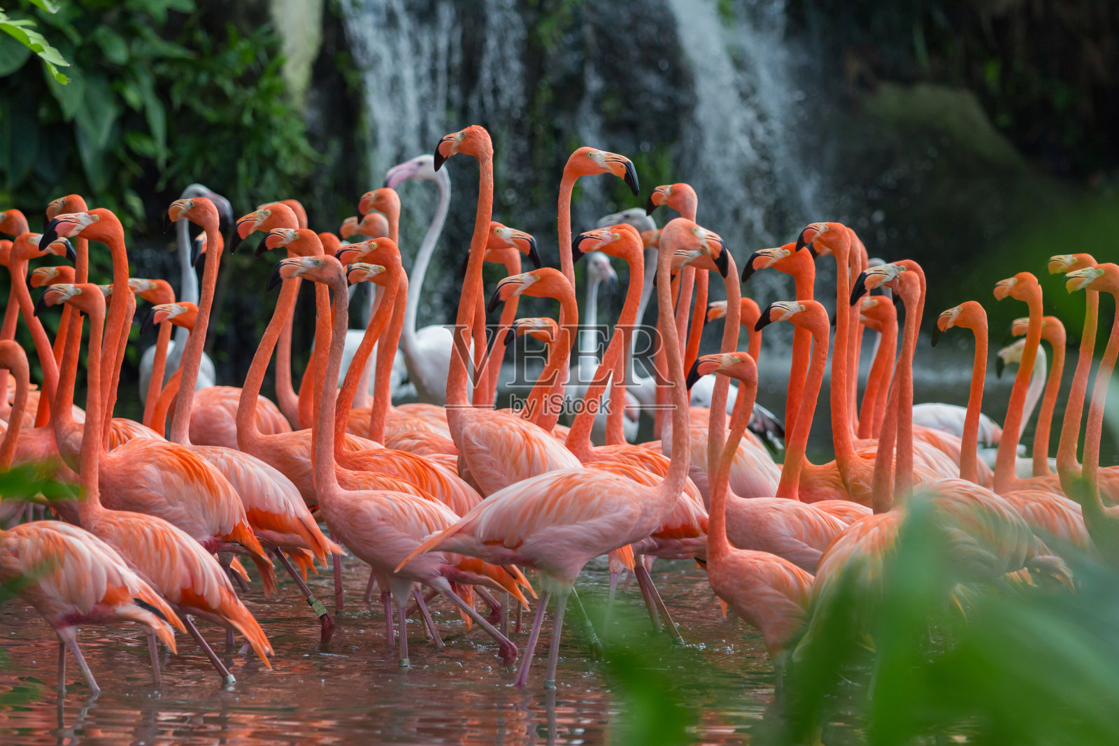 一群粉红色的火烈鸟站在水里照片摄影图片