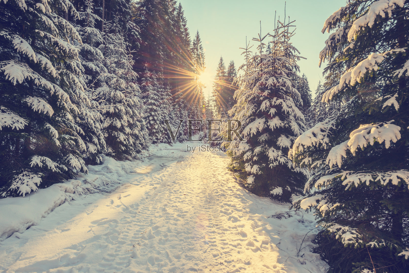 日落时，松树上覆盖着积雪照片摄影图片