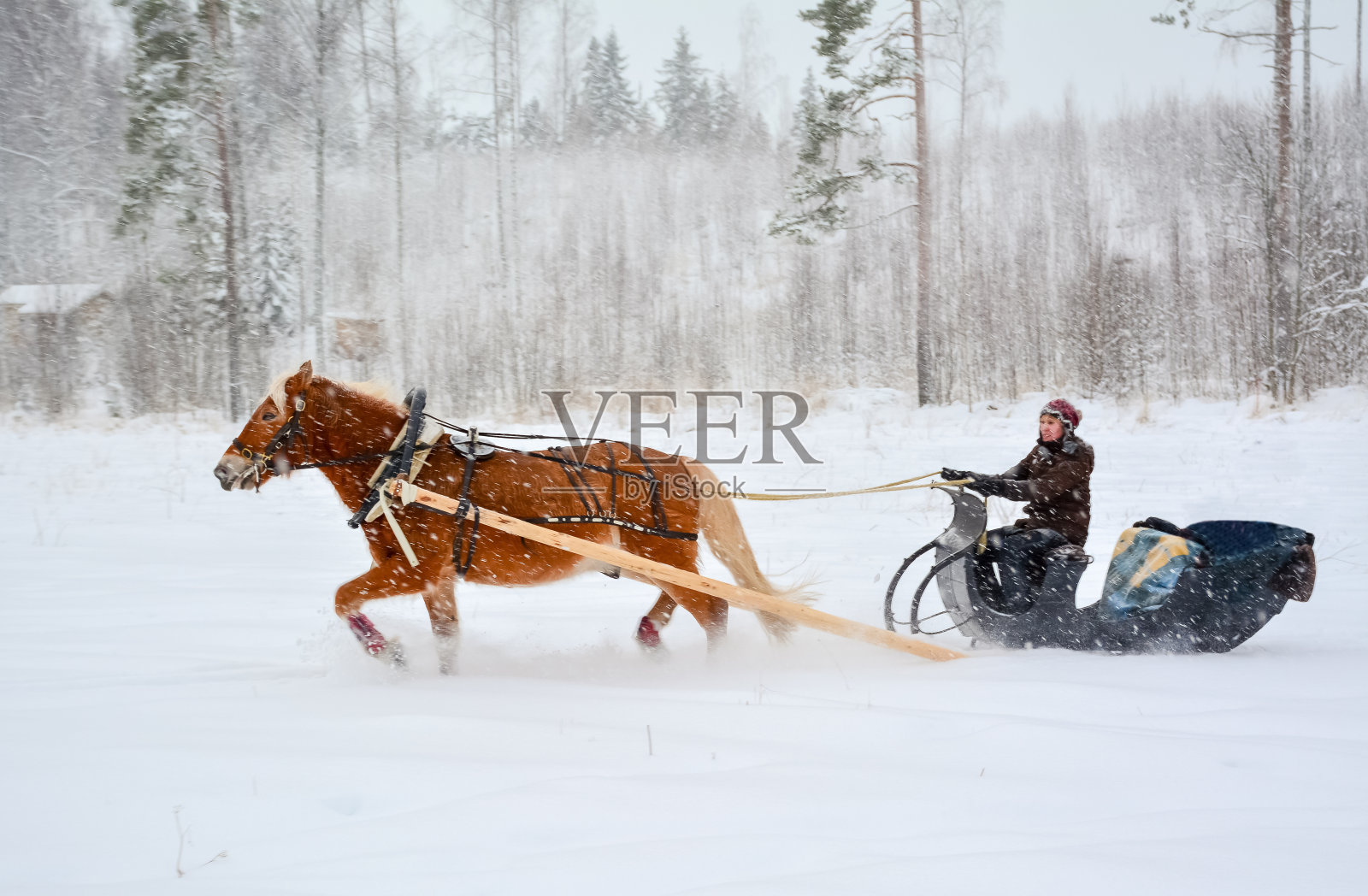 马和雪橇照片摄影图片