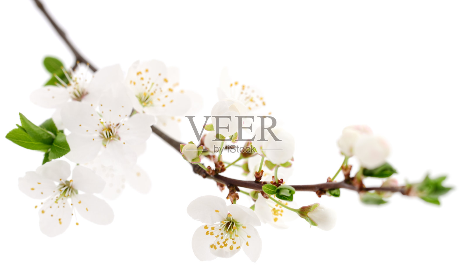 白色的樱花。照片摄影图片